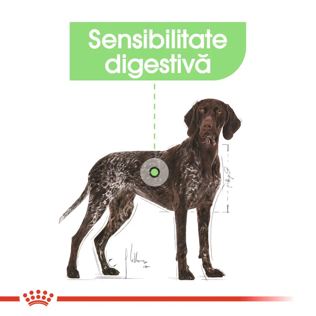 ROYAL CANIN Maxi Digestive Care, hrana uscata caini, confort digestiv, 12kg - Image 4