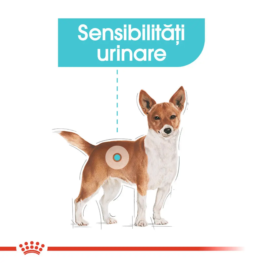 ROYAL CANIN Urinary Care Adult, hrana umeda caini, sanatatea tractului urinar, (pate), 85g - Image 4