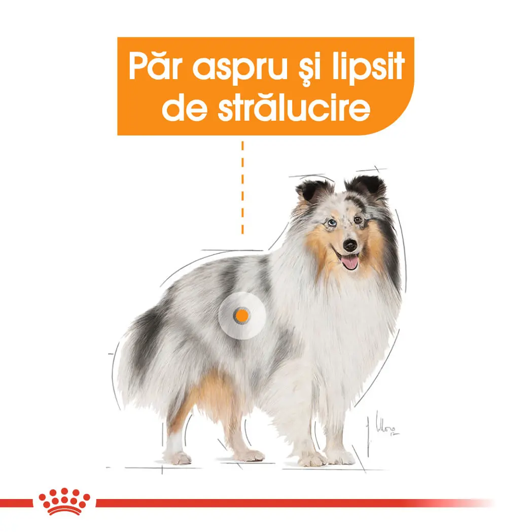 ROYAL CANIN Coat Care Adult, hrana umeda caini, blana sanatoasa si lucioasa, (pate), 85g - Image 4