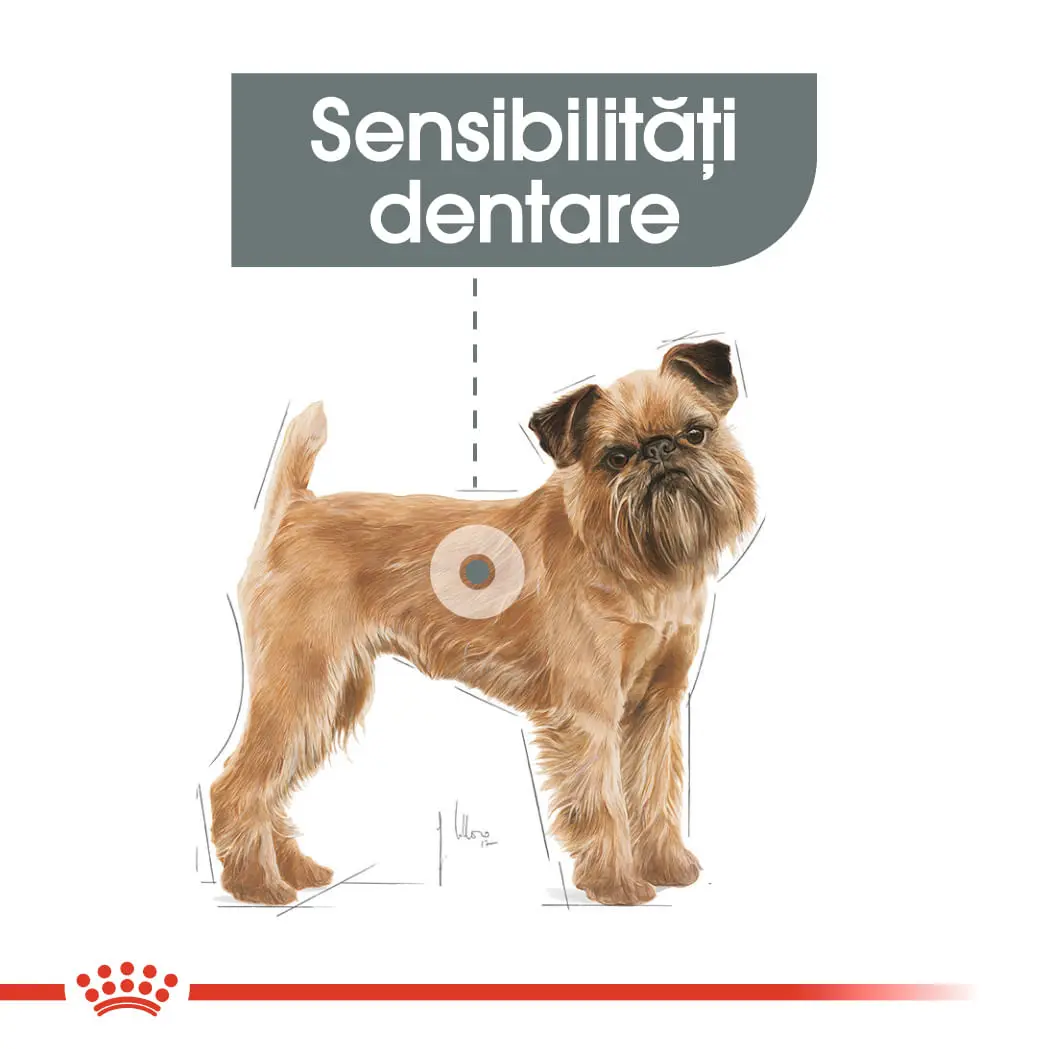 ROYAL CANIN Mini Dental Care Adult, hrana uscata caini, reducerea formarii tartrului, 1kg - Image 4