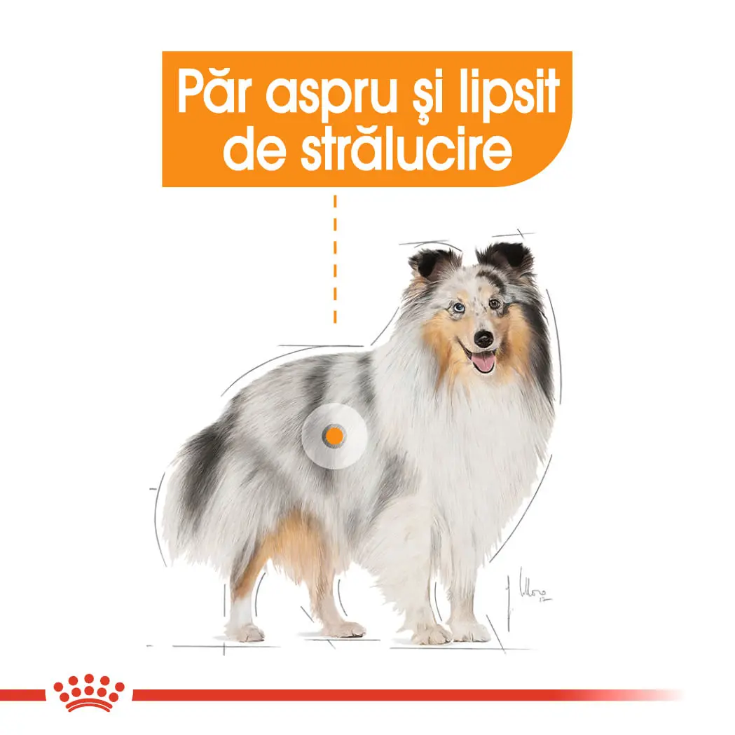 ROYAL CANIN Mini Coat Care Adult, hrana uscata caini, 3kg - Image 4