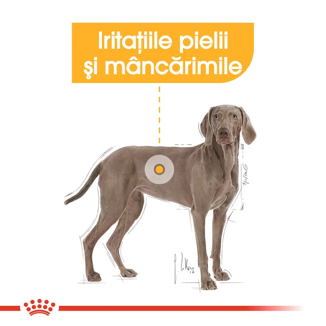 ROYAL CANIN Maxi Dermacomfort, hrana uscata caini, prevenirea iritatiilor pielii, 12kg - Image 4