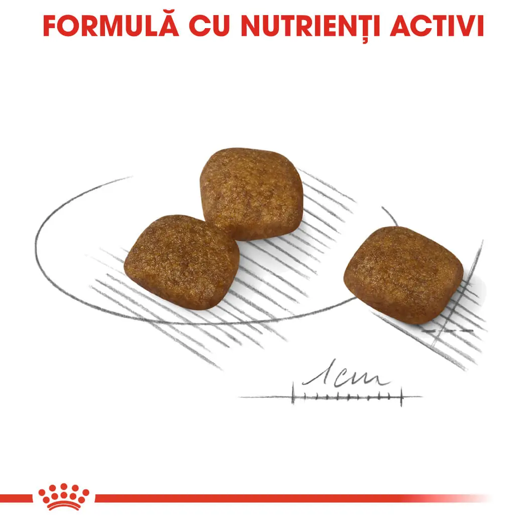 ROYAL CANIN Mini Coat Care Adult, hrana uscata caini, 3kg - Image 6