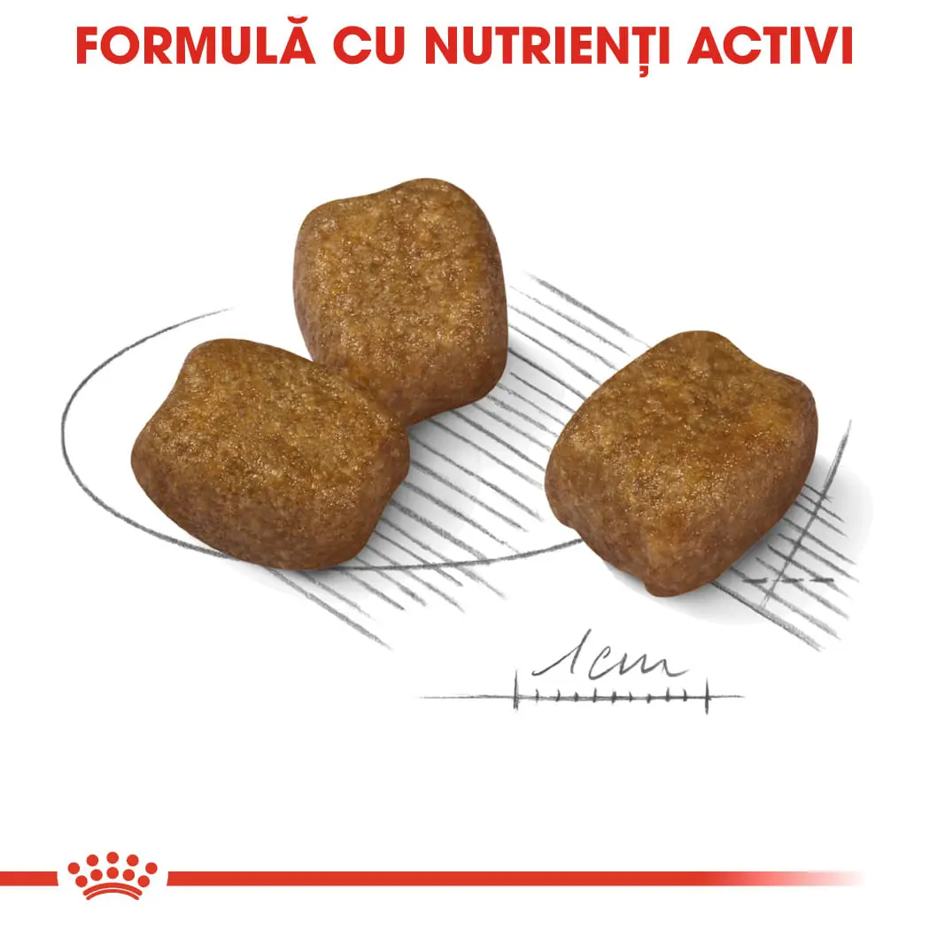 ROYAL CANIN Mini Dental Care Adult, hrana uscata caini, reducerea formarii tartrului, 1kg - Image 6