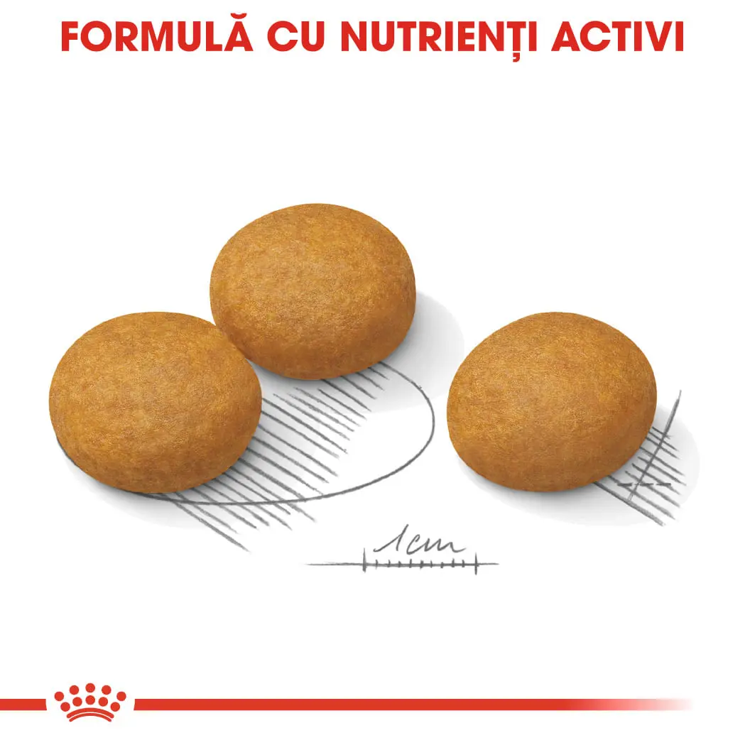 ROYAL CANIN Maxi Dermacomfort, hrana uscata caini, prevenirea iritatiilor pielii, 12kg - Image 6