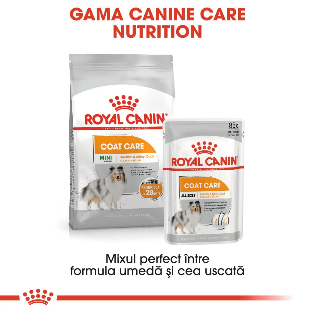 ROYAL CANIN Coat Care Adult, hrana umeda caini, blana sanatoasa si lucioasa, (pate), 85g - Image 9
