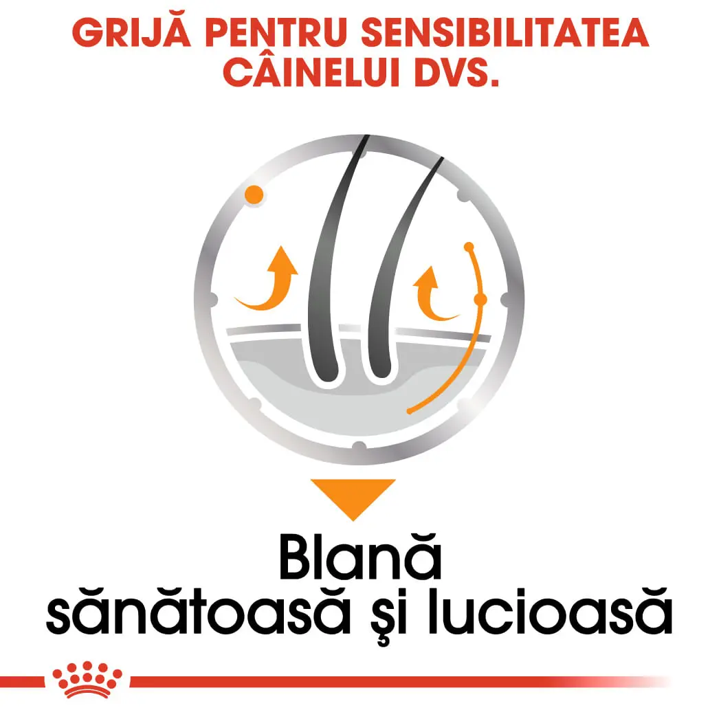 ROYAL CANIN Coat Care Adult, hrana umeda caini, blana sanatoasa si lucioasa, (pate), bax, 85g x 12buc - Image 5