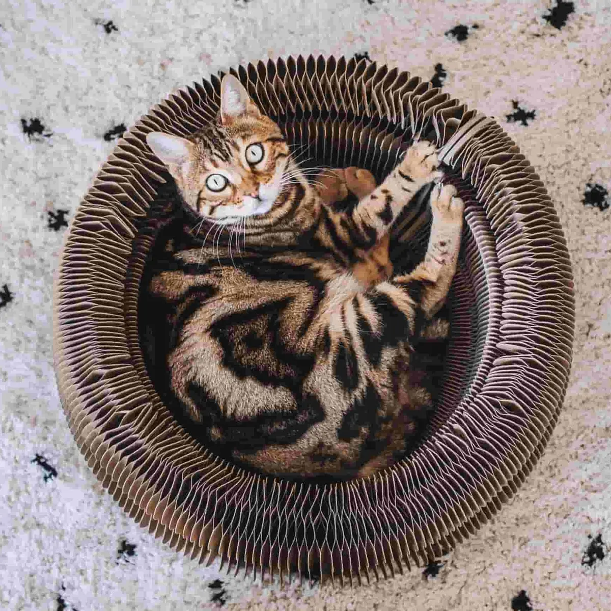 DISTRICT 70 Maze, 3-in-1, Jucarie Pat din Carton pentru Pisici 50 x 50 x 18cm - Image 8