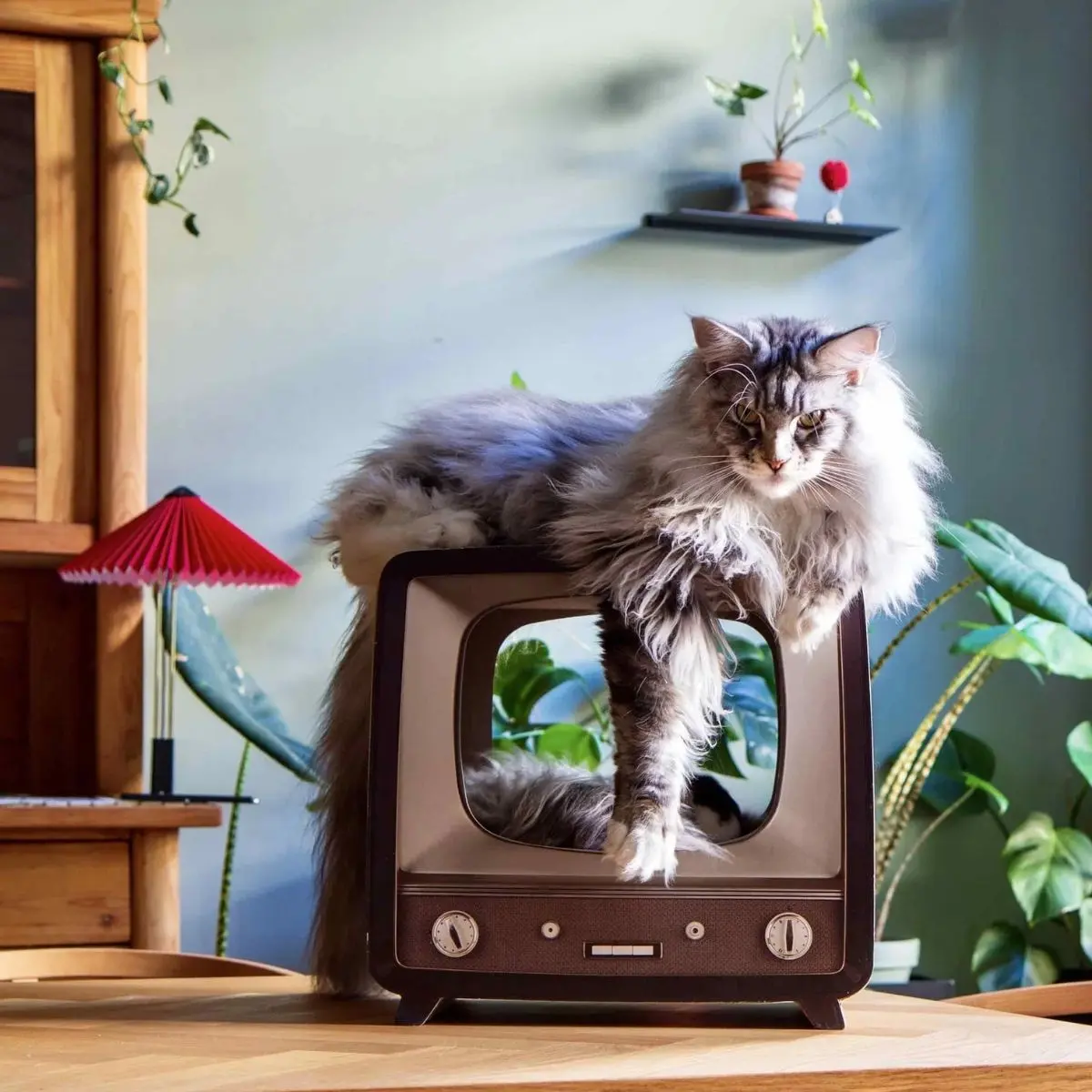 DISTRICT 70 Casuta de Pisici Telly cu Placa de Zgariat, 39 x 29 x 37 cm - Image 5