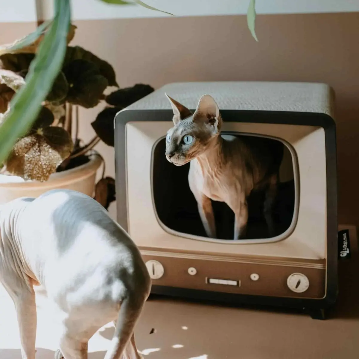 DISTRICT 70 Casuta de Pisici Telly cu Placa de Zgariat, 39 x 29 x 37 cm - Image 6