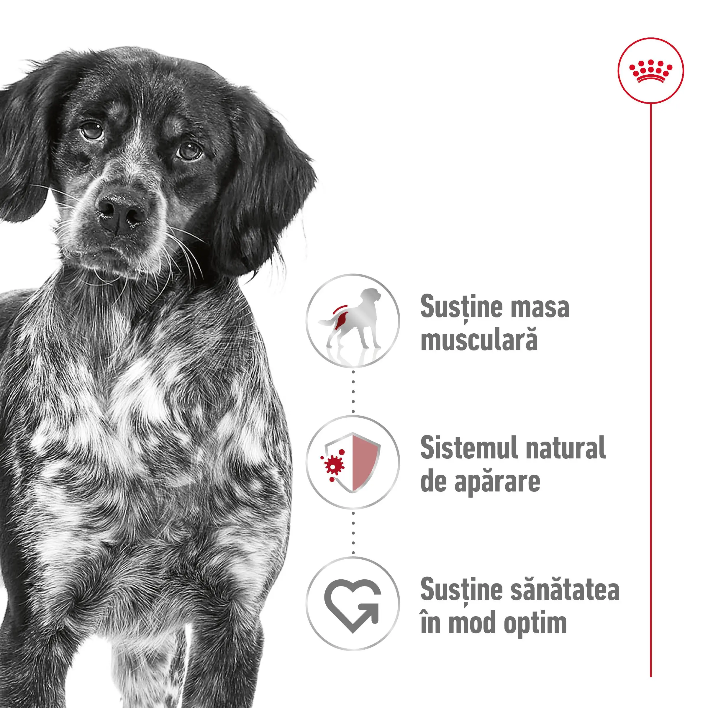ROYAL CANIN Medium Adult, hrana uscata caini, 15+3kg GRATUIT - Image 4