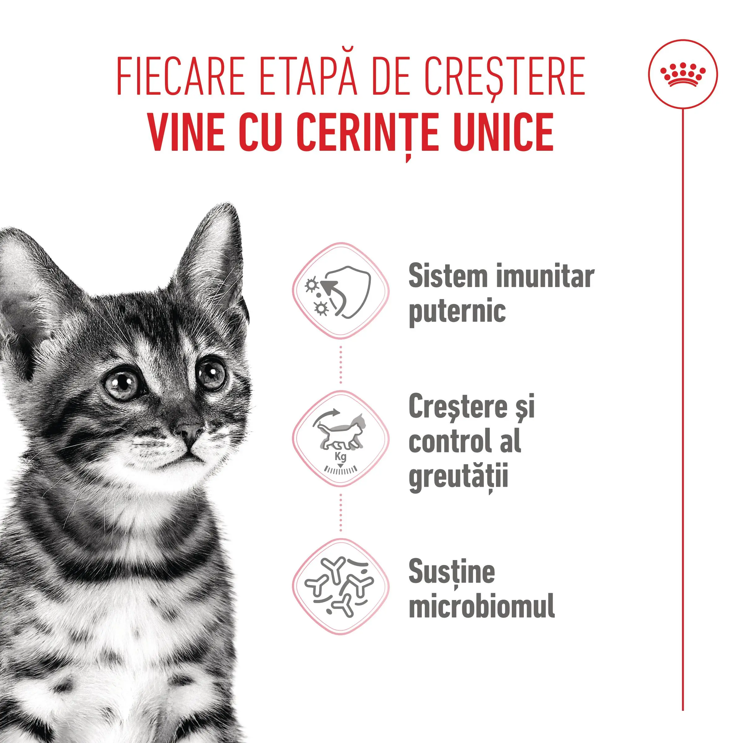 ROYAL CANIN Kitten Sterilised, hrana uscata pisici sterilizate junior, 2kg - Image 4