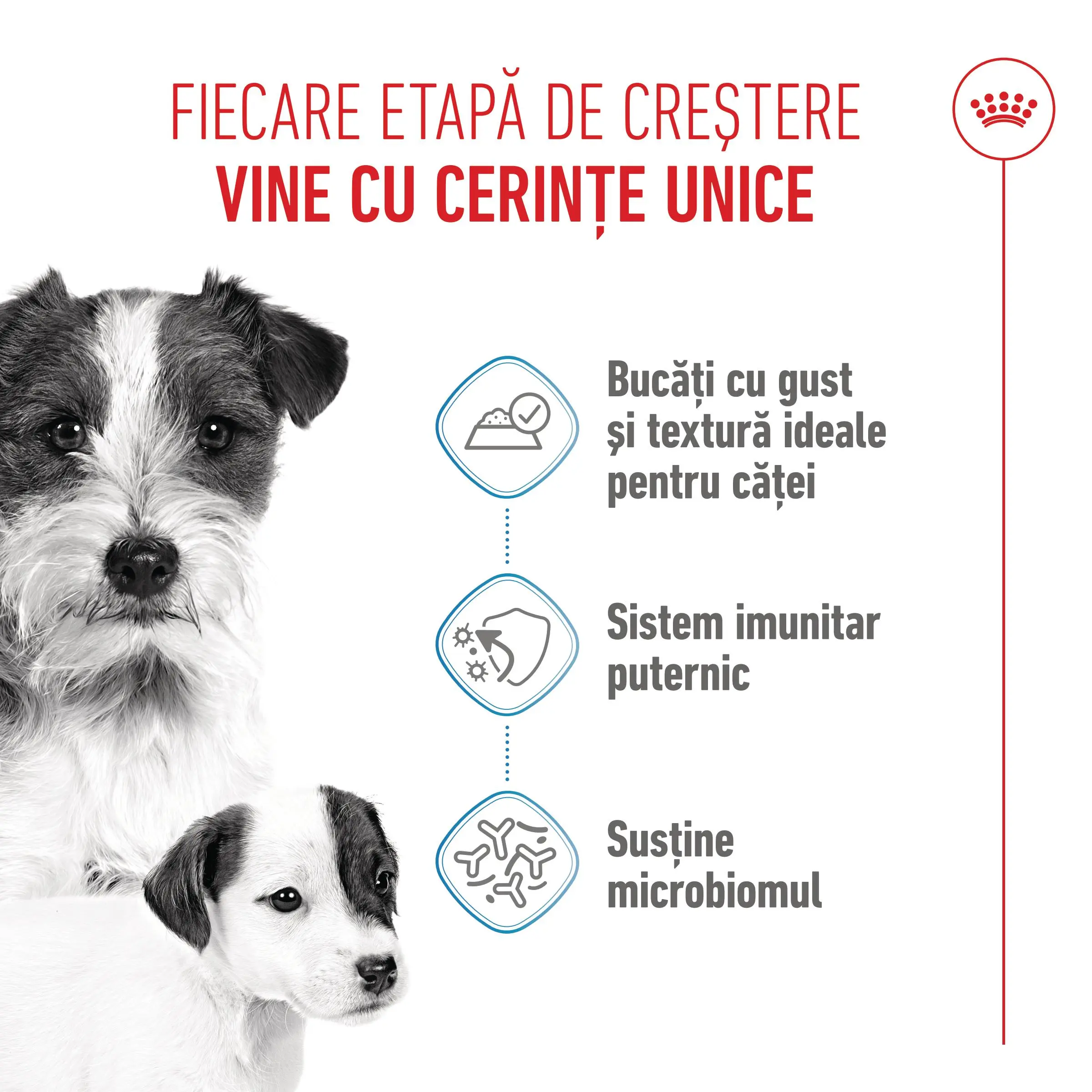 ROYAL CANIN Starter Mousse, mama si puiul, conserva hrana umeda caini, (mousse), 195g - Image 4