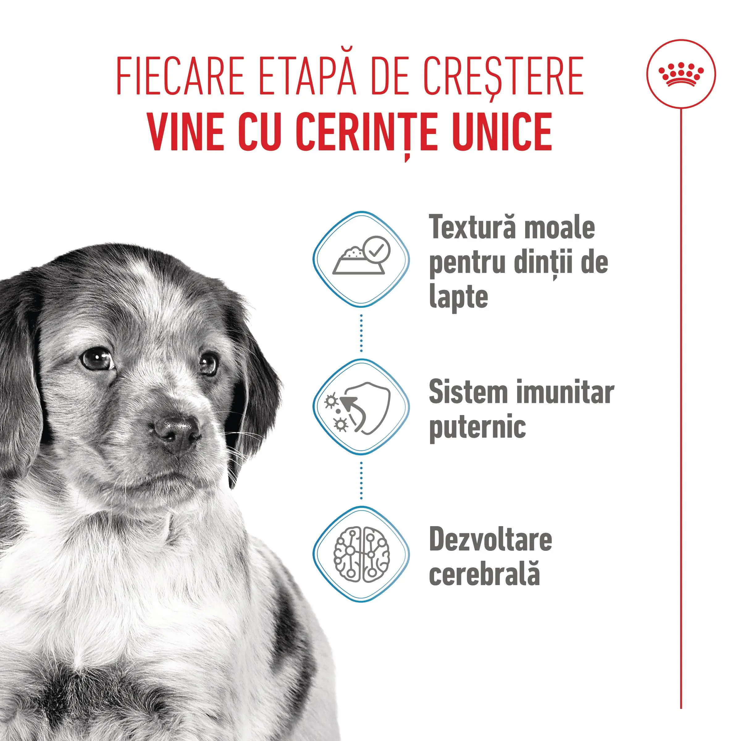 ROYAL CANIN Medium Puppy, hrana umeda caini junior, (in sos), 140g - Image 4