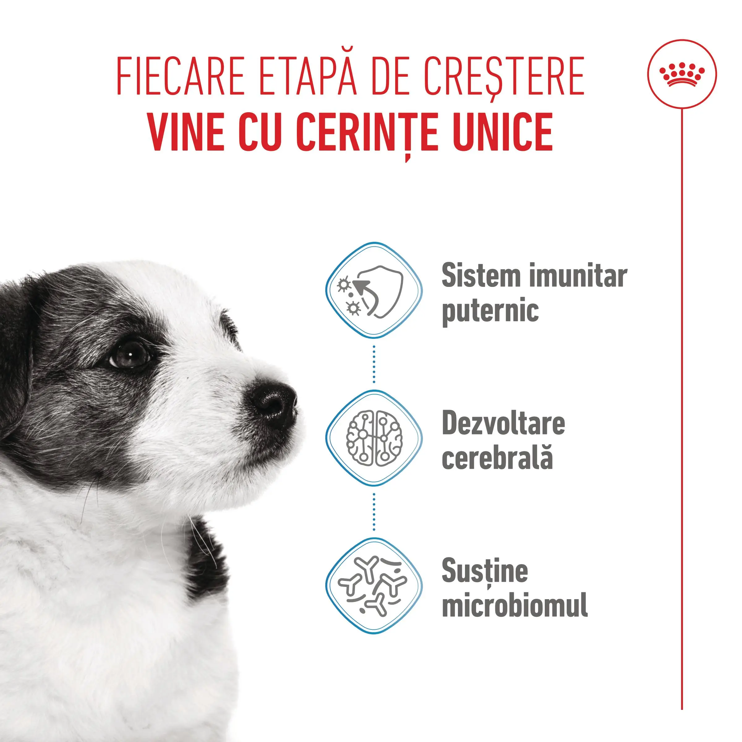 ROYAL CANIN Mini Puppy, hrana uscata caini junior, 2kg - Image 4