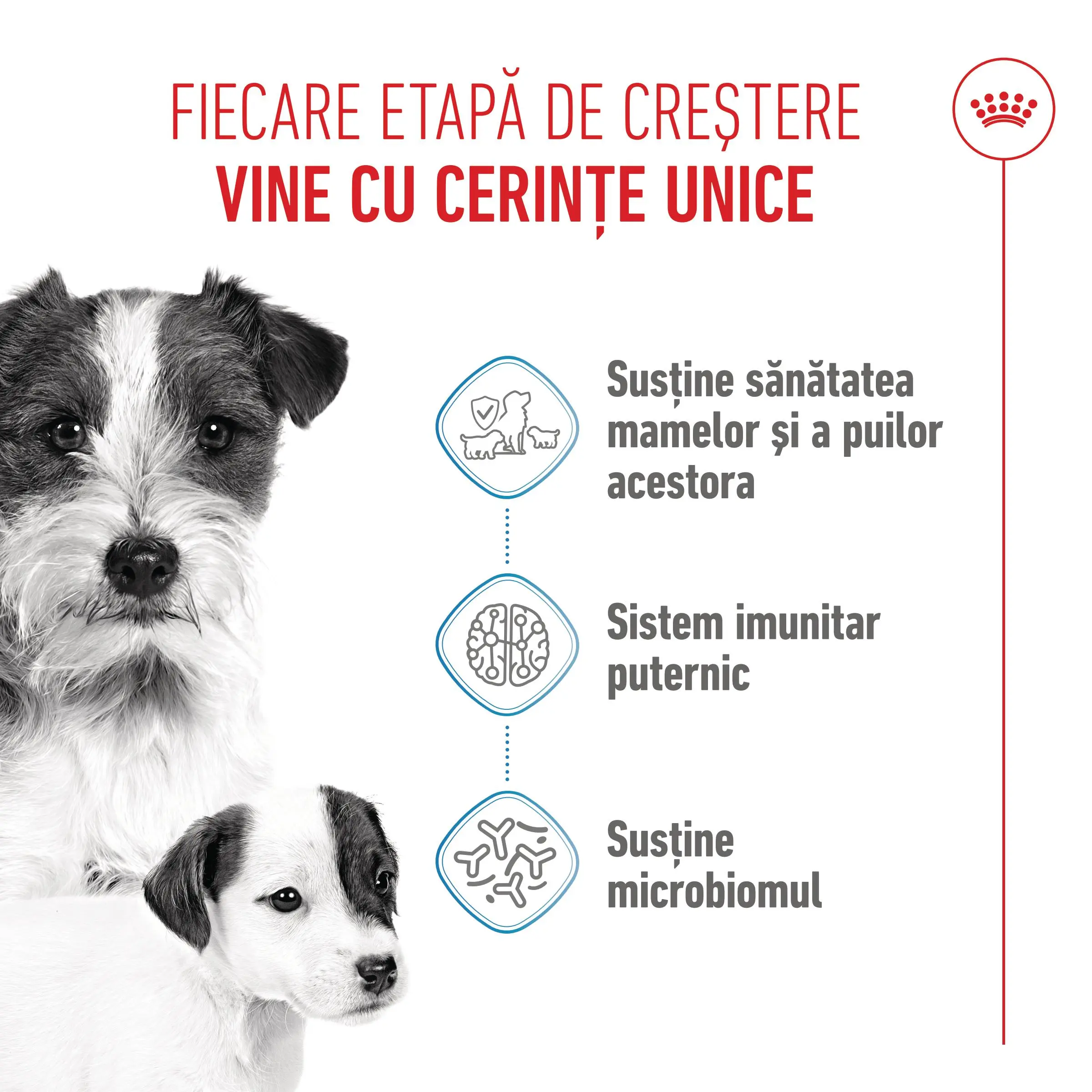 ROYAL CANIN Mini Starter Mother & Babydog, mama si puiul, hrana uscata caini, 1kg - Image 4