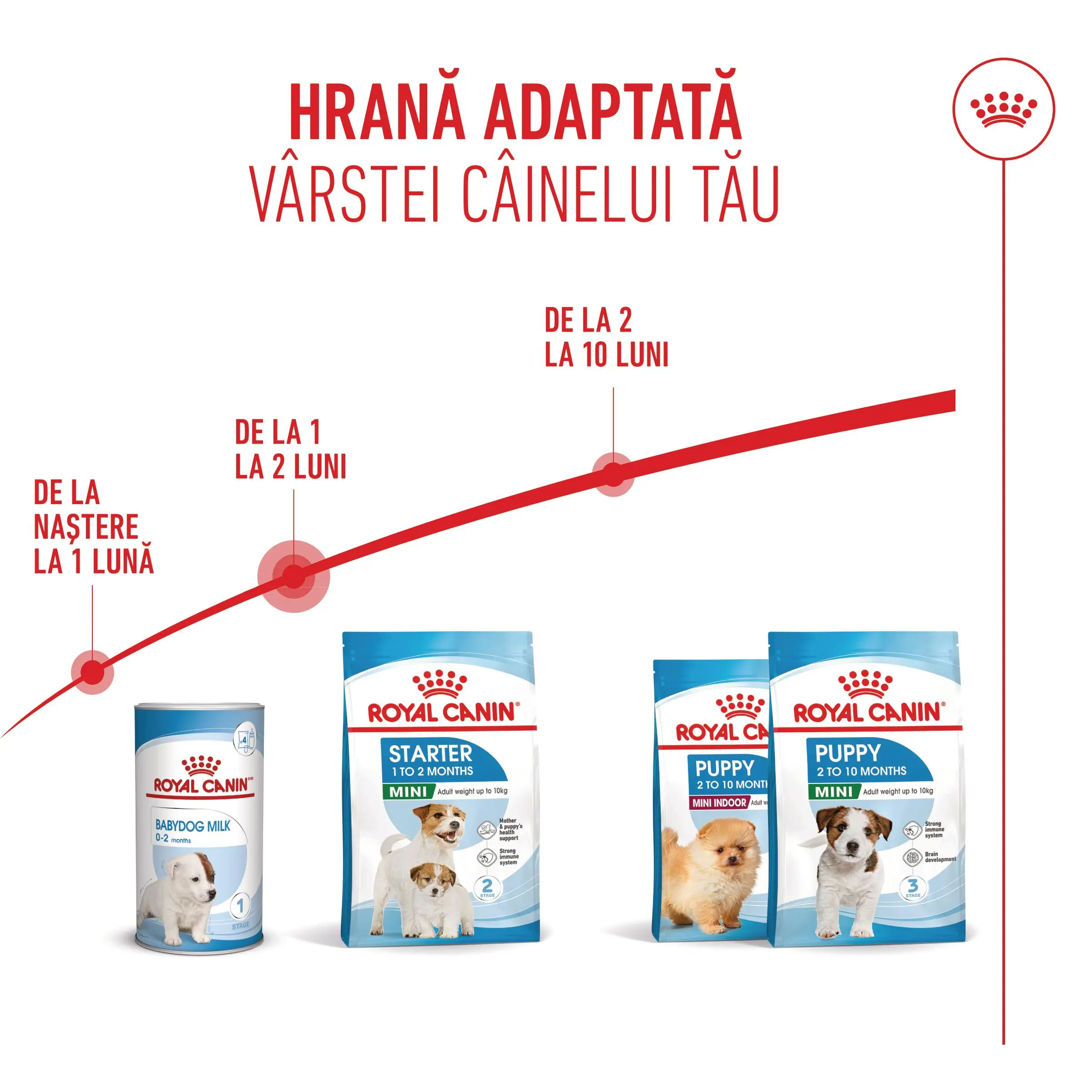 ROYAL CANIN Mini Starter Mother & Babydog, mama si puiul, hrana uscata caini, 1kg - Image 11