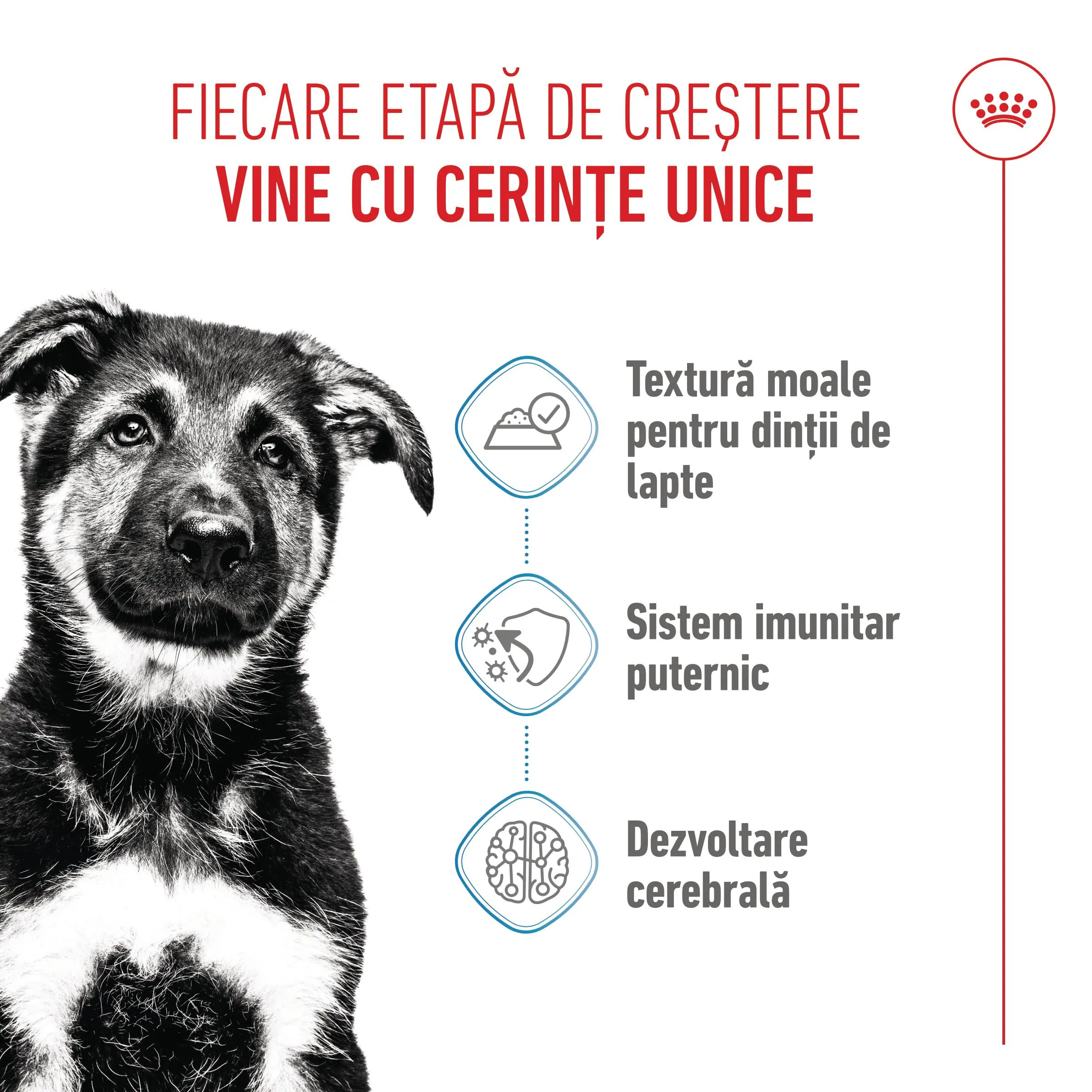 ROYAL CANIN Maxi Puppy, hrana umeda caini junior, (in sos), 140g - Image 4