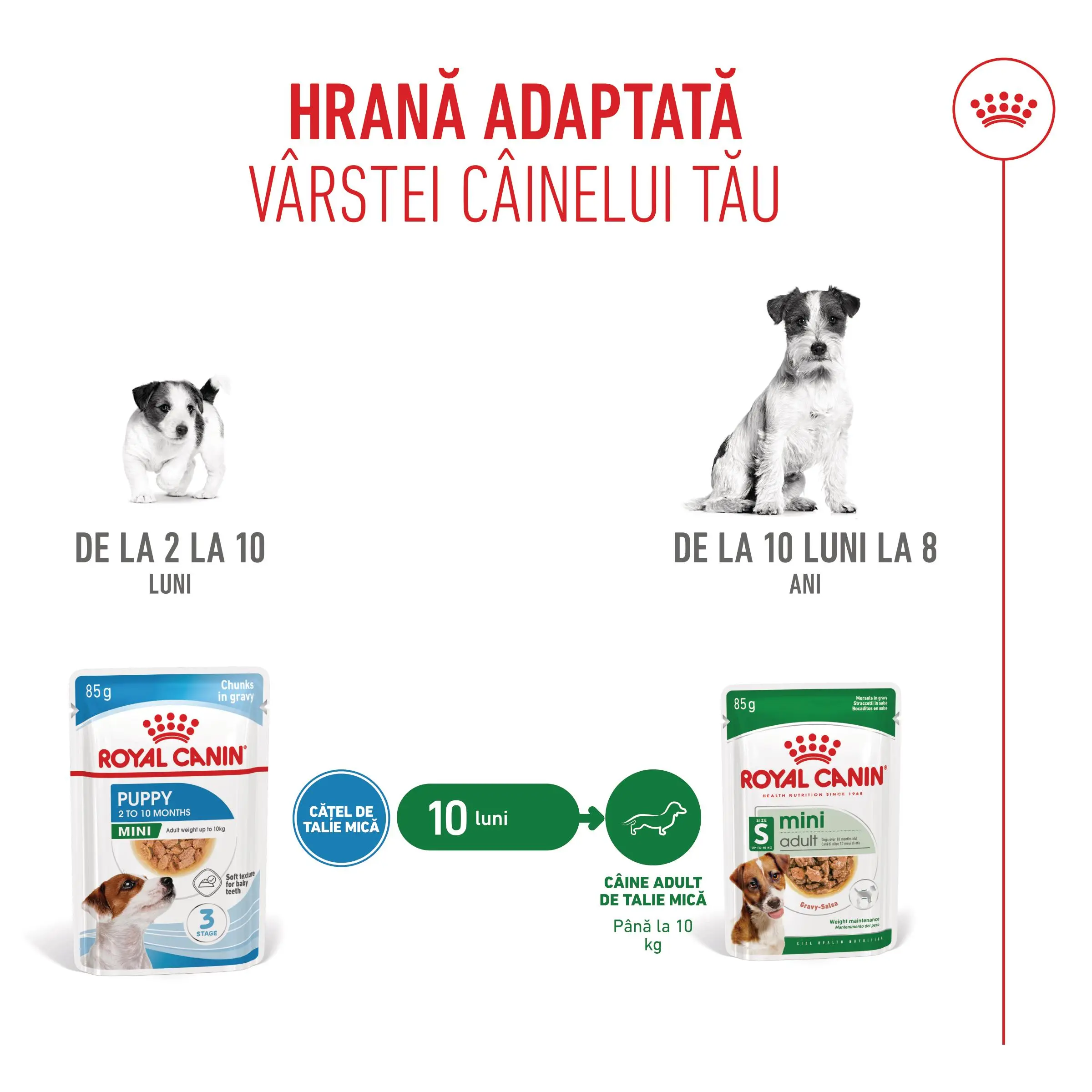 ROYAL CANIN Mini Puppy, hrana umeda caini junior, (in sos), bax, 85g x 12buc - Image 8