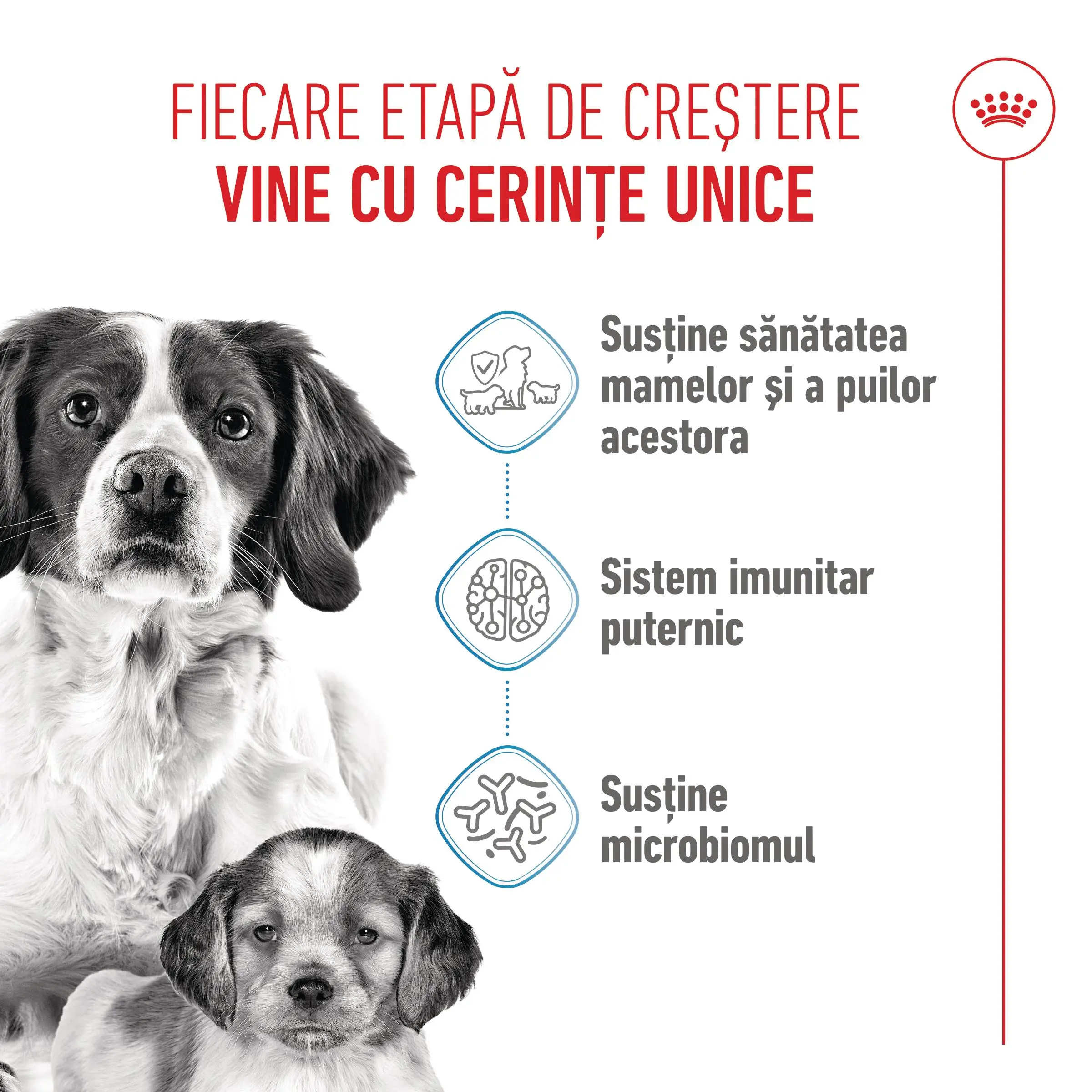 ROYAL CANIN Medium Starter Mother & Babydog, mama si puiul, hrana uscata caini, 4kg - Image 4