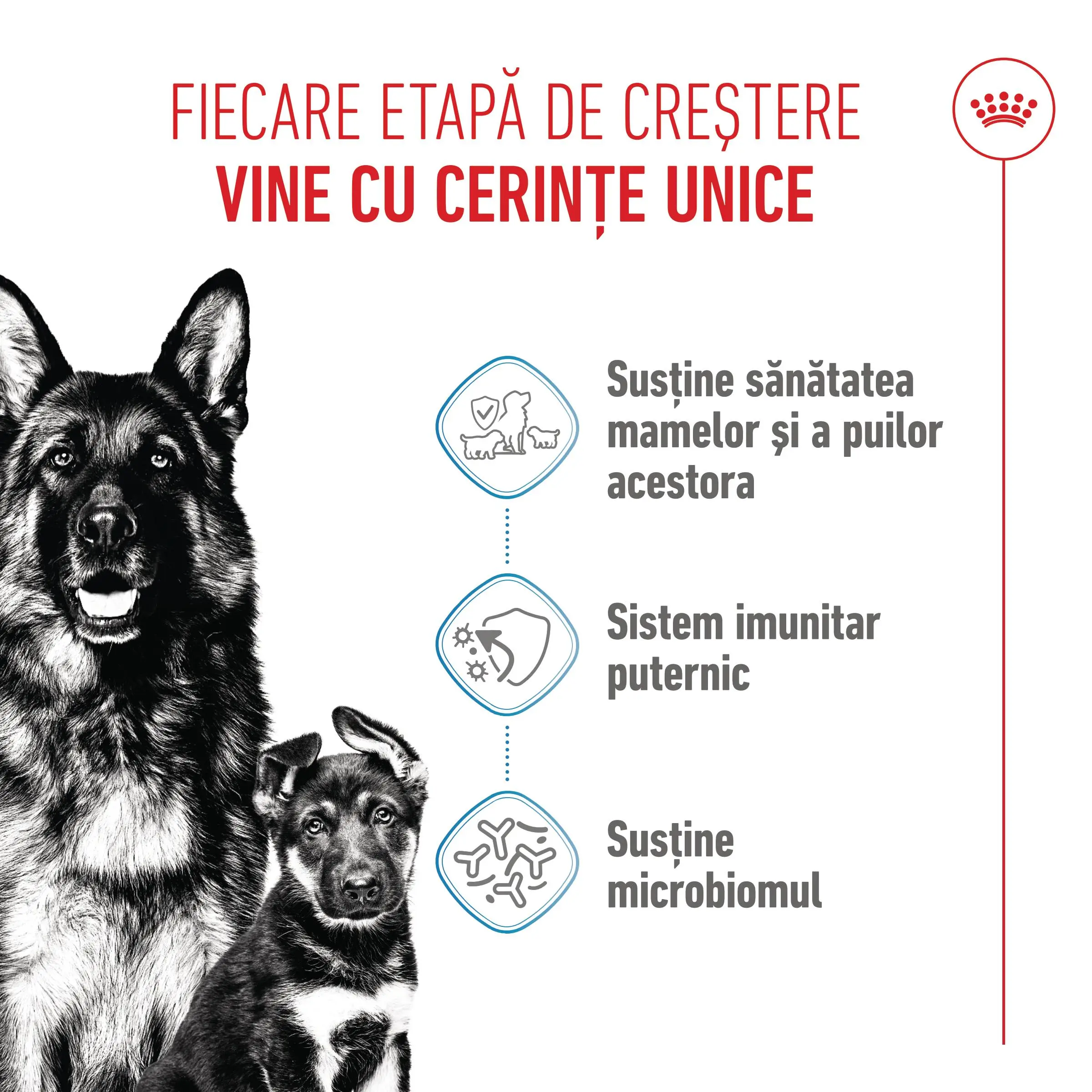 ROYAL CANIN Maxi Starter Mother & Babydog, mama si puiul, hrana uscata caini, 4kg - Image 4