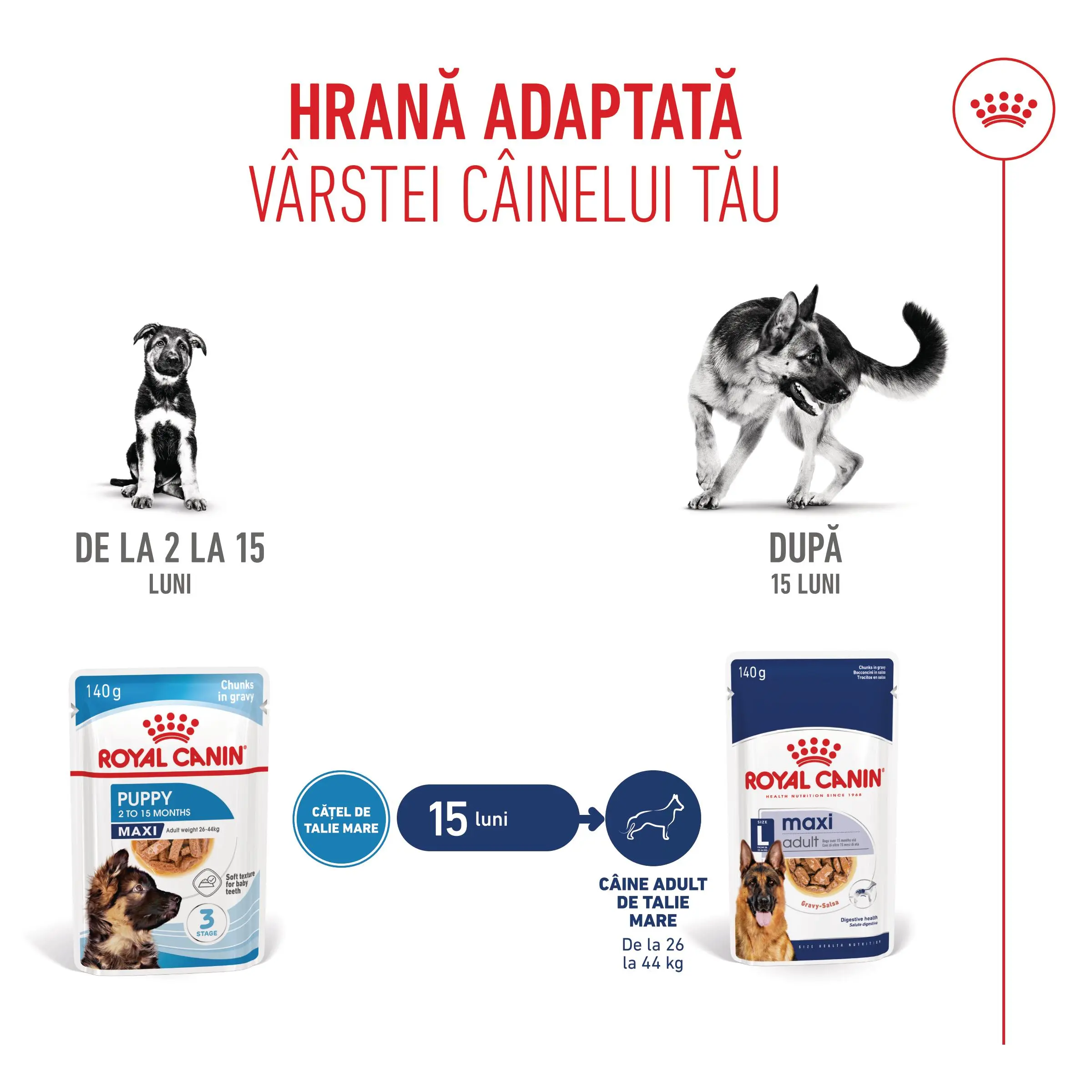 ROYAL CANIN Maxi Puppy, hrana umeda caini junior, (in sos), 140g - Image 9
