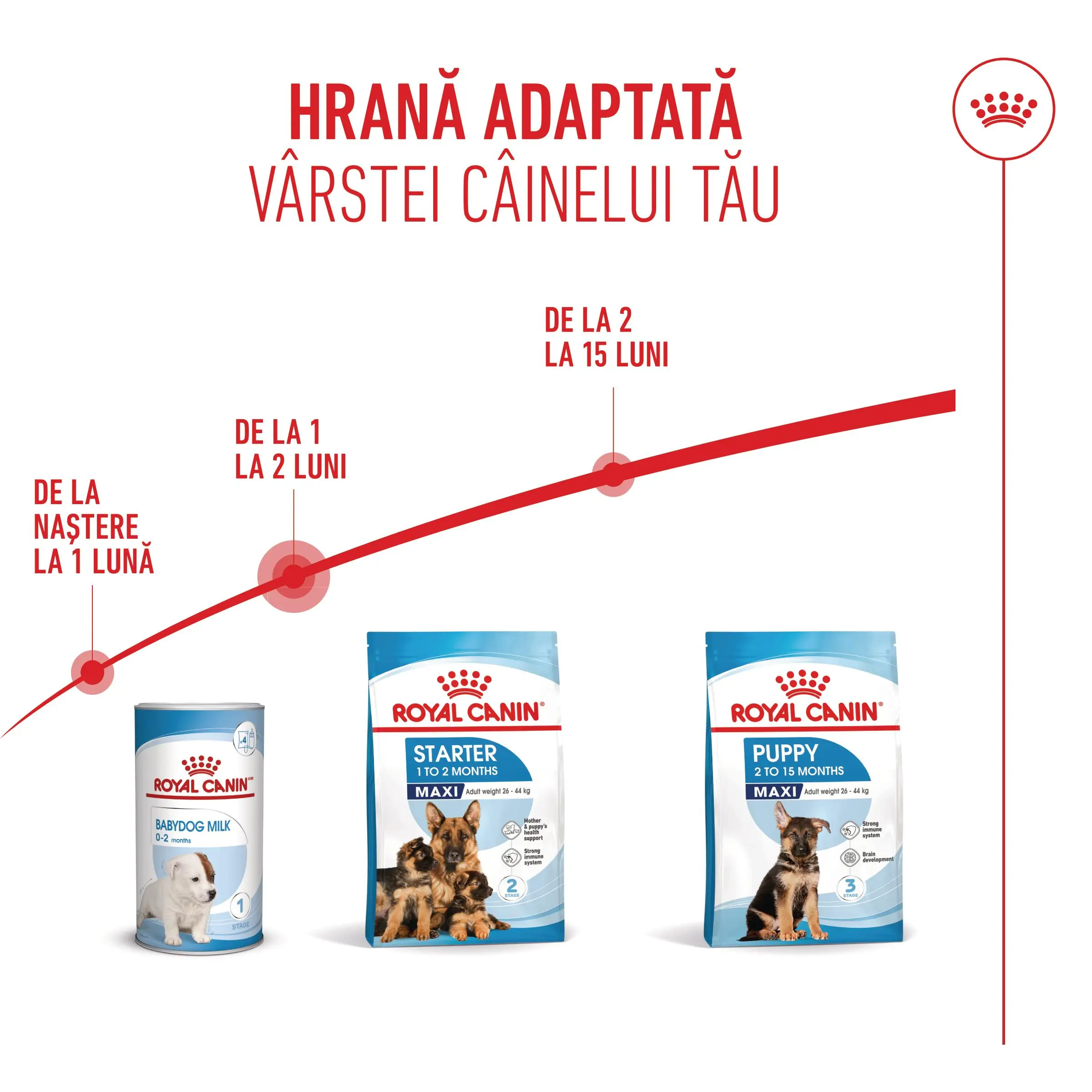 ROYAL CANIN Maxi Starter Mother & Babydog, mama si puiul, hrana uscata caini, 4kg - Image 11