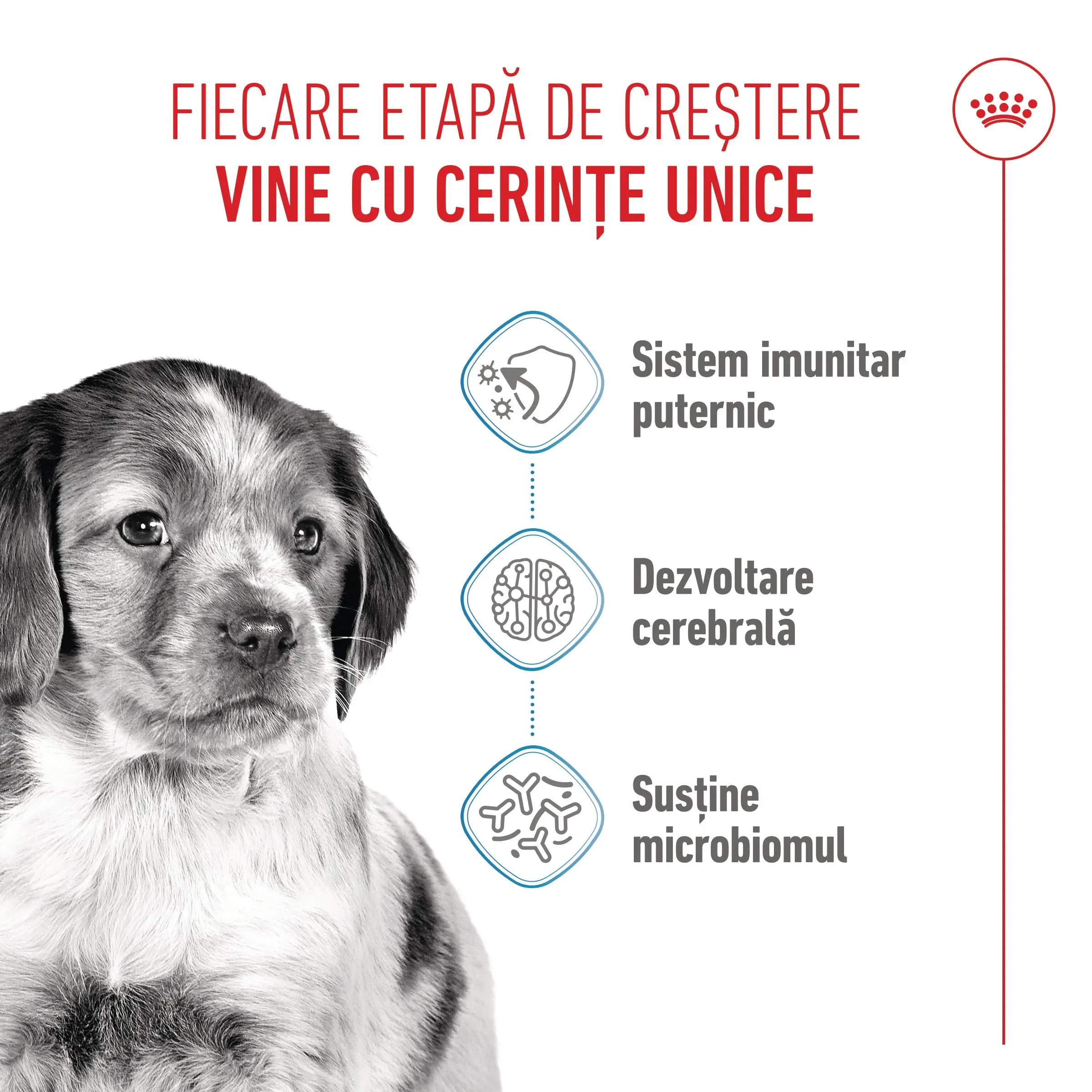 ROYAL CANIN Medium Puppy, hrana uscata caini junior, 3kg - Image 4