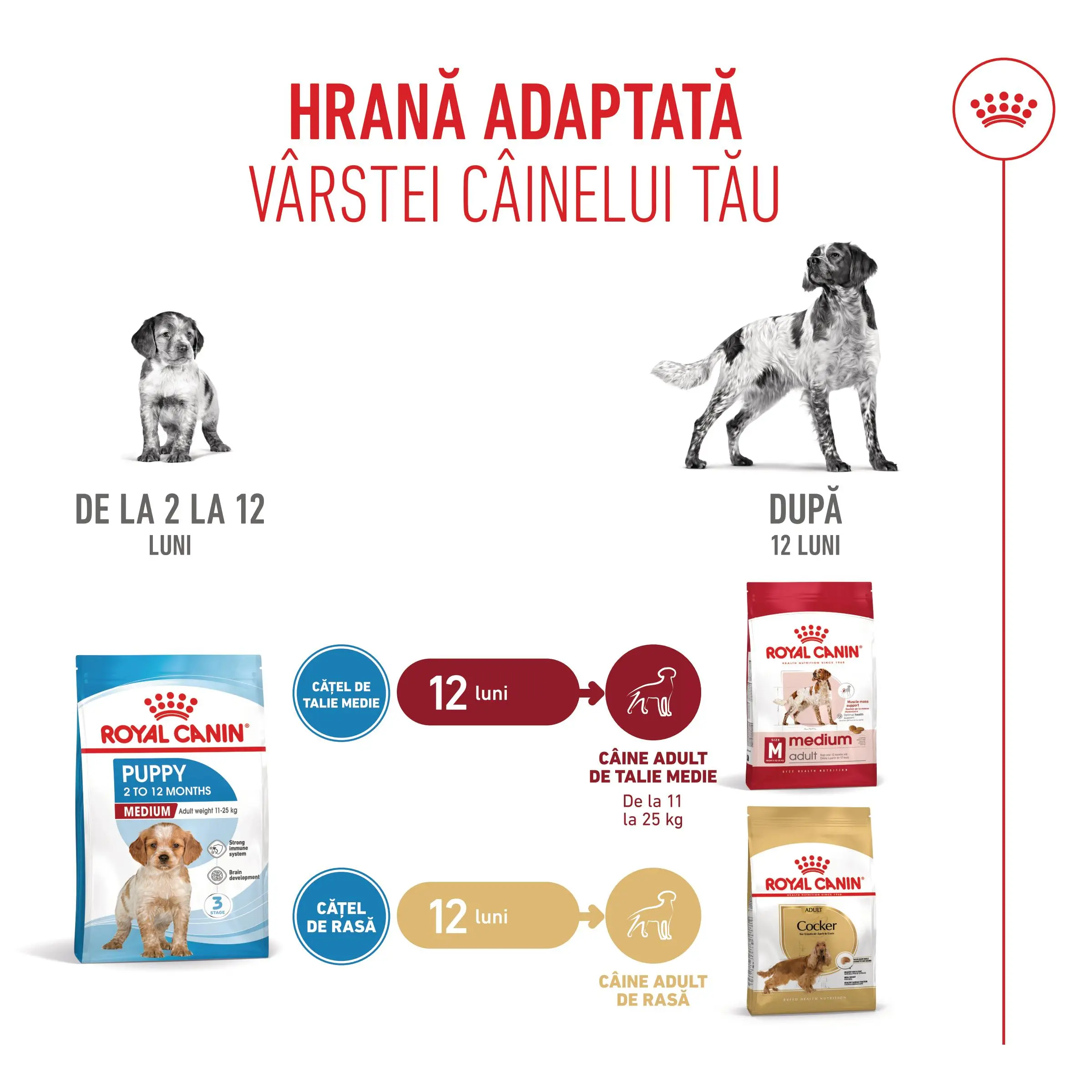 ROYAL CANIN Medium Puppy, hrana uscata caini junior, 3kg - Image 11