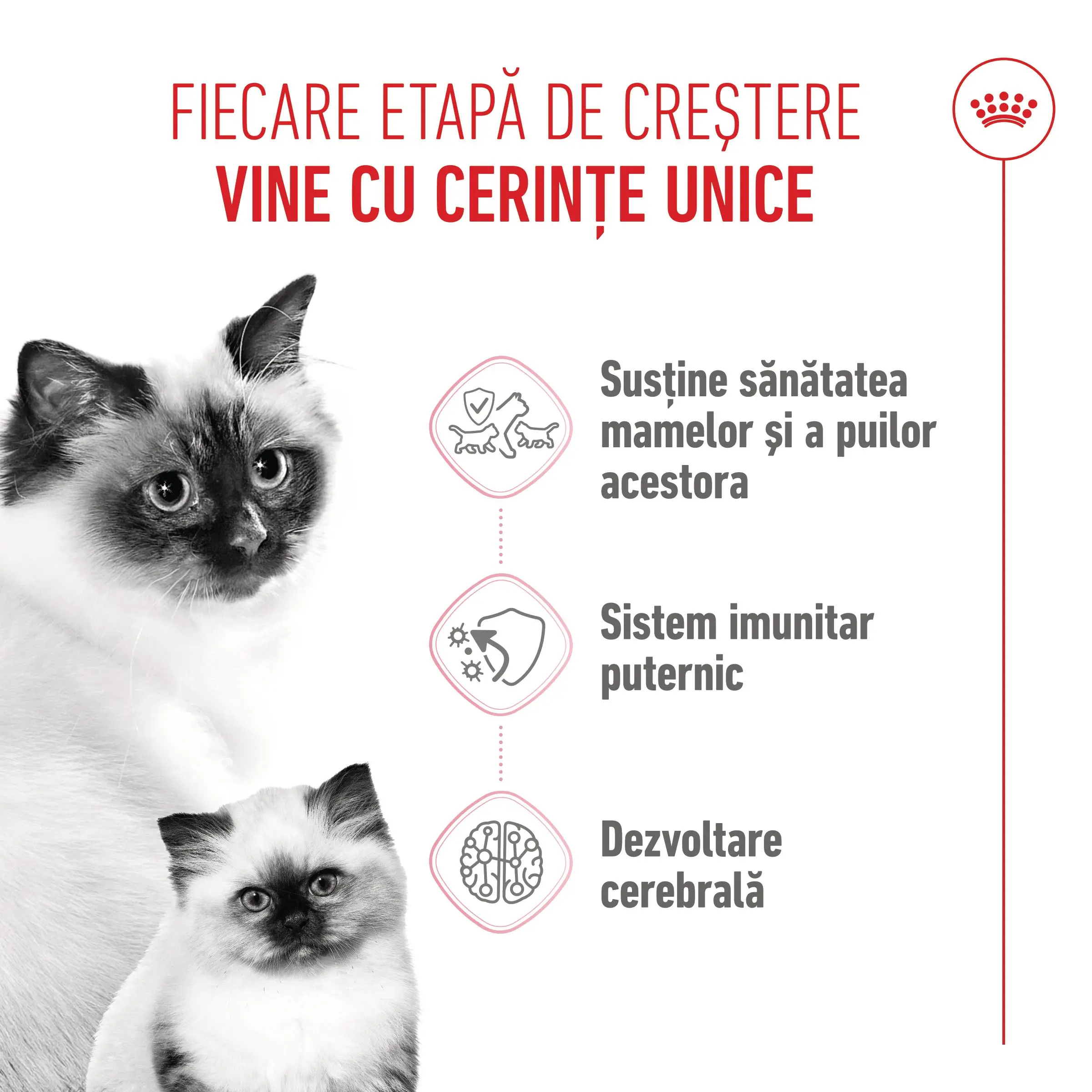 ROYAL CANIN Mother & BabyCat, hrana uscata pisici, mama si puiul, 10kg - Image 4