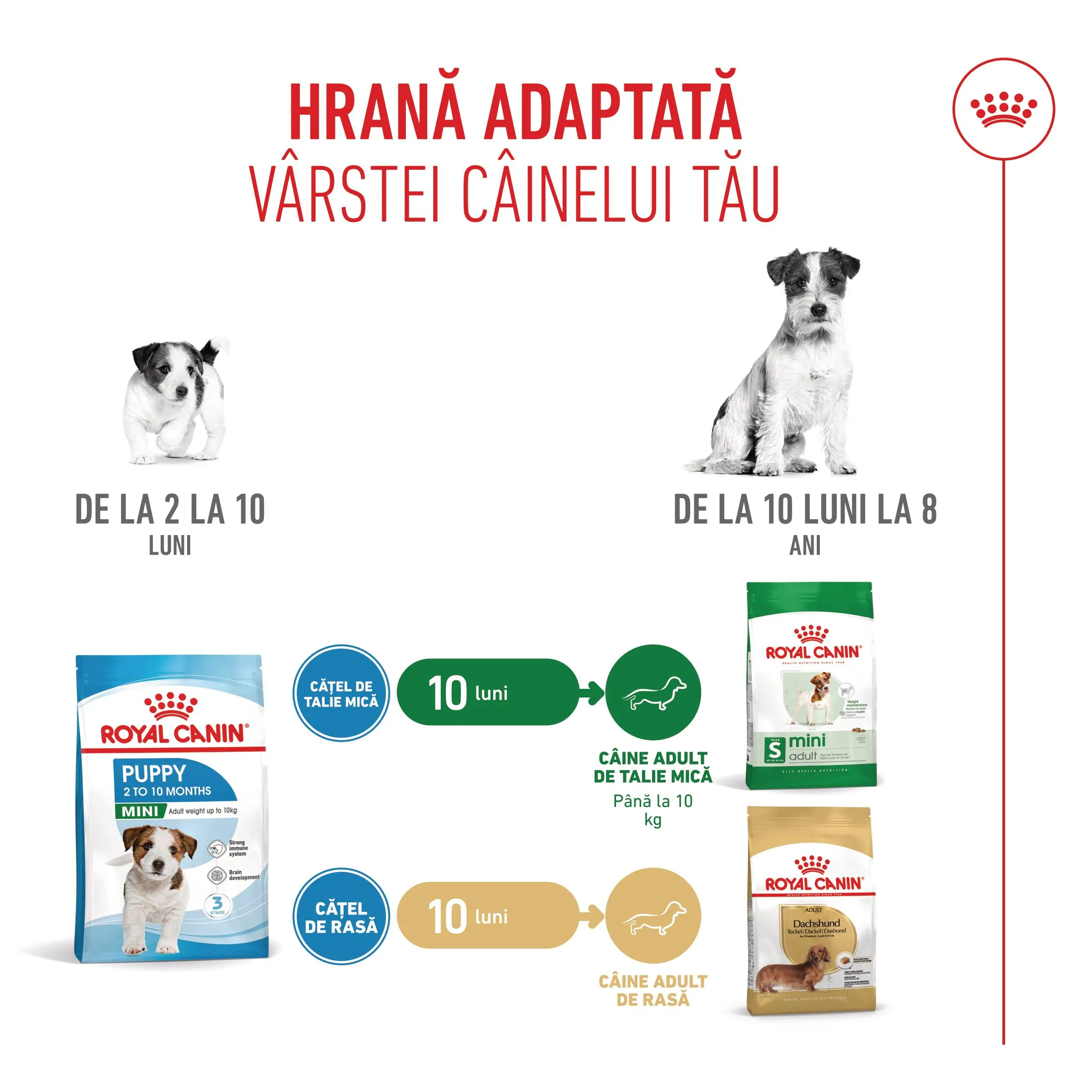ROYAL CANIN Mini Puppy, hrana uscata caini junior, 8kg - Image 11