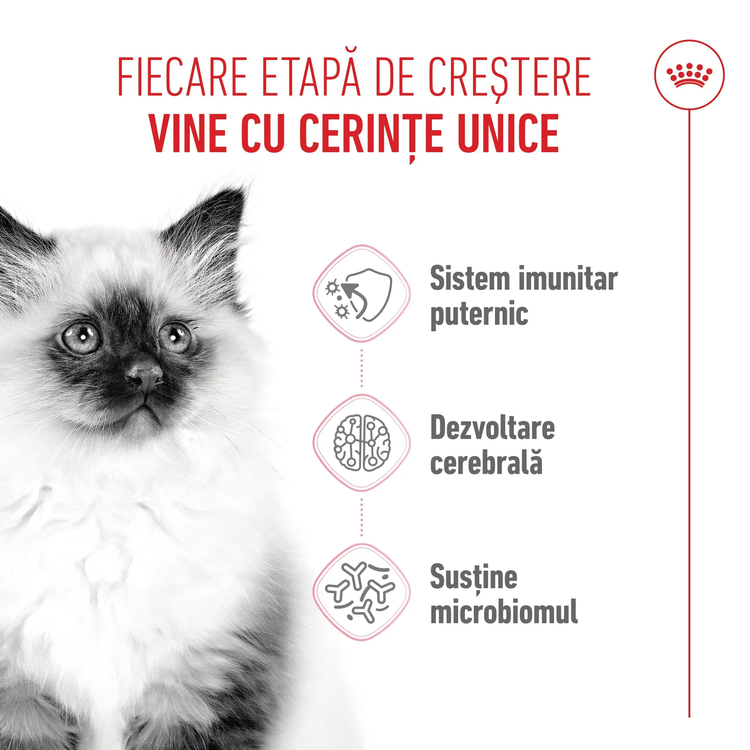 PROMO ROYAL CANIN Kitten, hrana uscata pisici junior, 400g, 60% REDUCERE la al Doilea Produs - Image 5