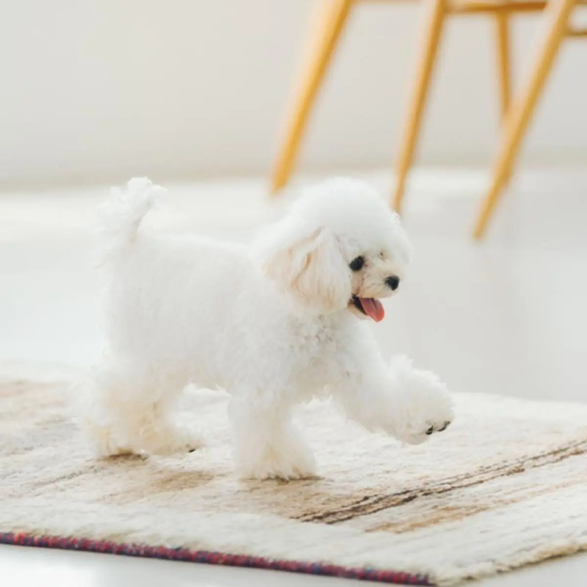 NATURES PROTECTION Superior Care Sensitive Skin & Stomach, XS-XL, Miel, hrana uscata caini, piele & blana, 10kg - Image 6