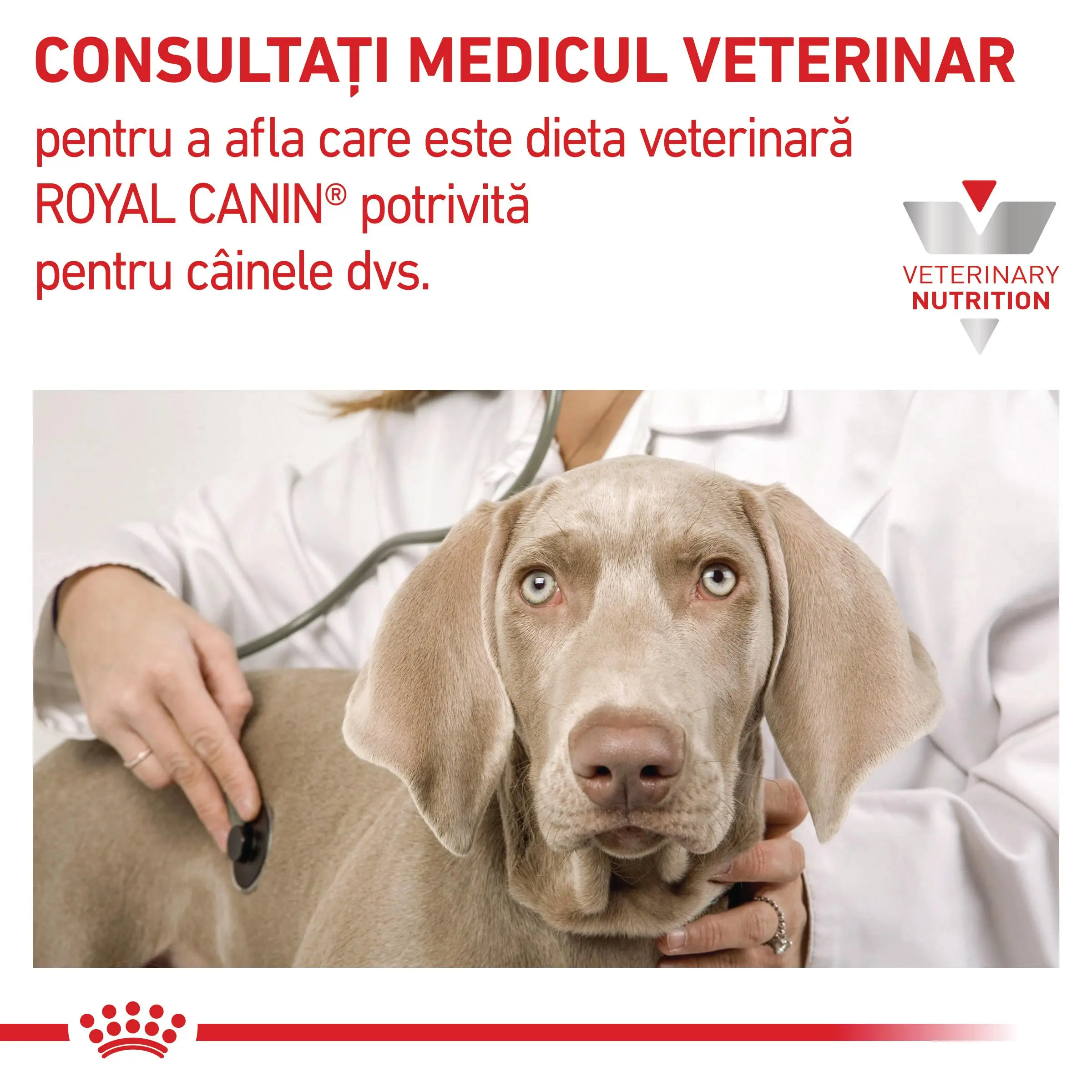 ROYAL CANIN VD Renal, XS-XL, dieta veterinara, conserva hrana umeda caini, sistem renal, (pate), 200g - Image 6