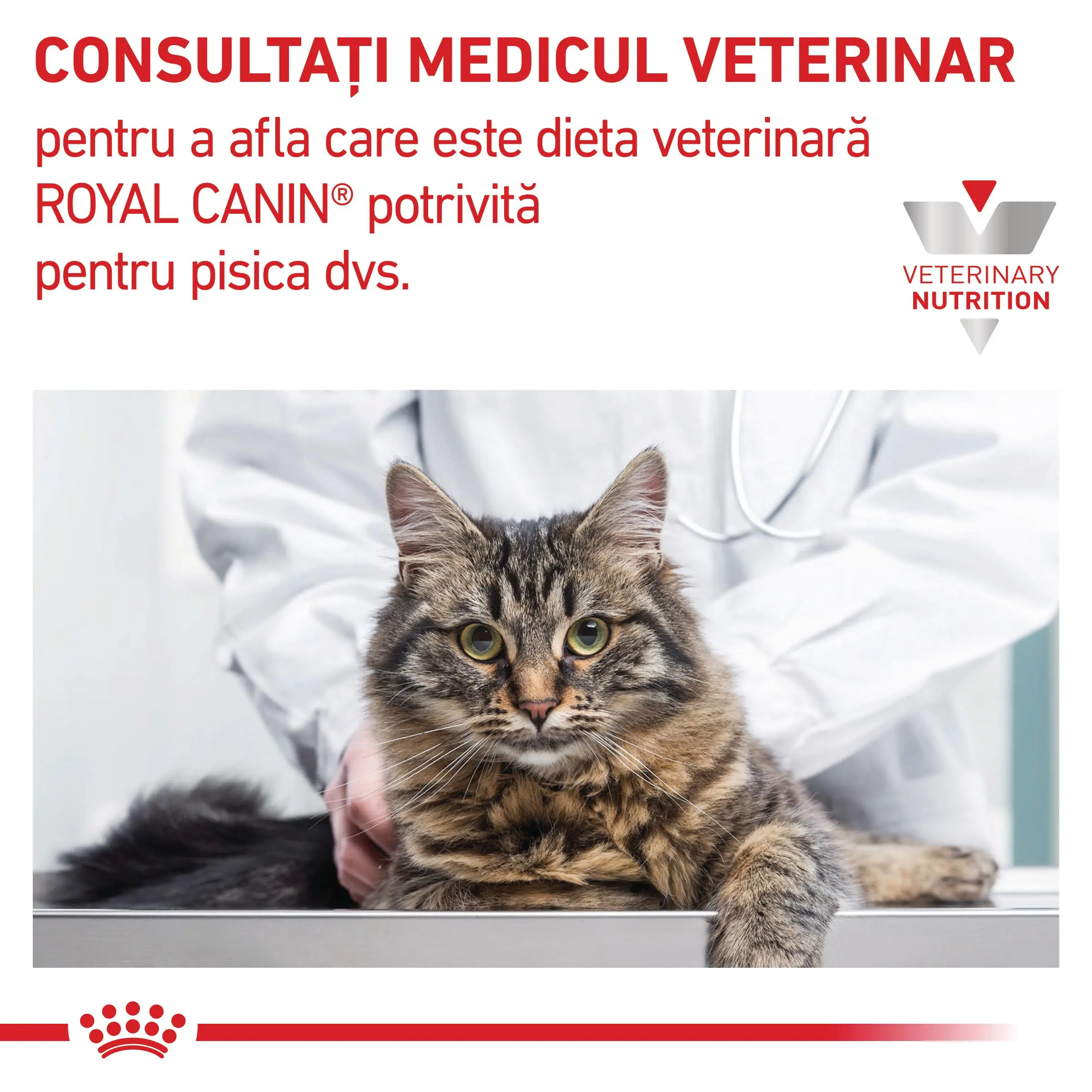 ROYAL CANIN VD Renal, dieta veterinara, hrana uscata pisici, sistem renal, 2kg - Image 7
