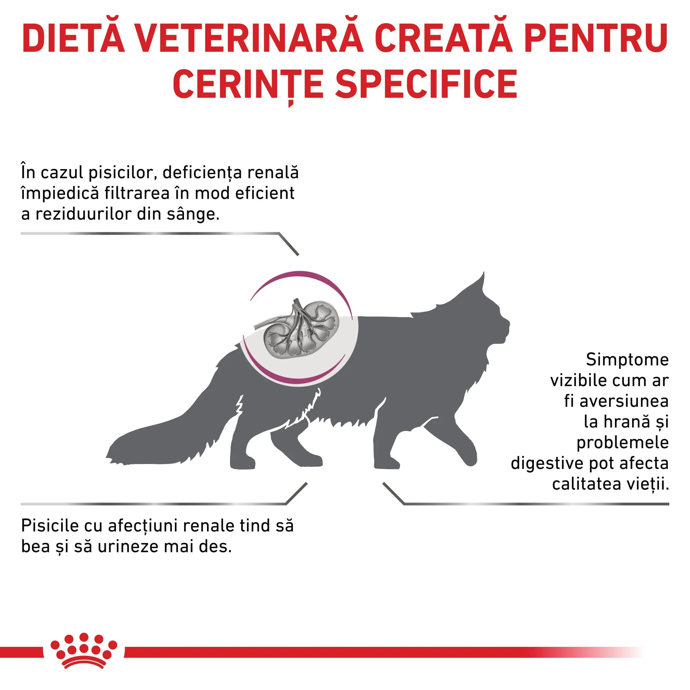 ROYAL CANIN VD Renal Special, dieta veterinara, hrana uscata pisici, sistem renal, 4kg - Image 3