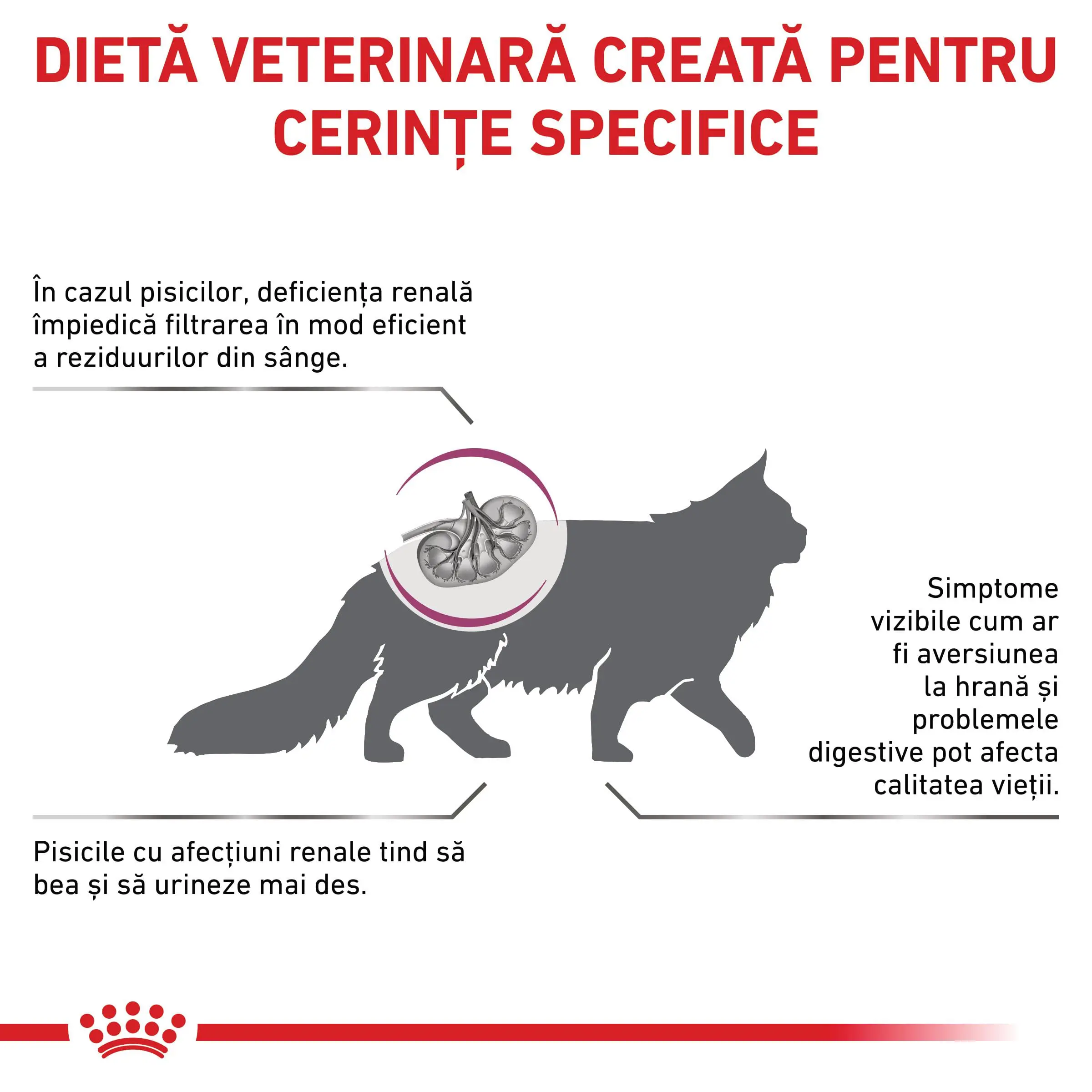 ROYAL CANIN VD Renal, dieta veterinara, hrana uscata pisici, sistem renal, 4kg - Image 3