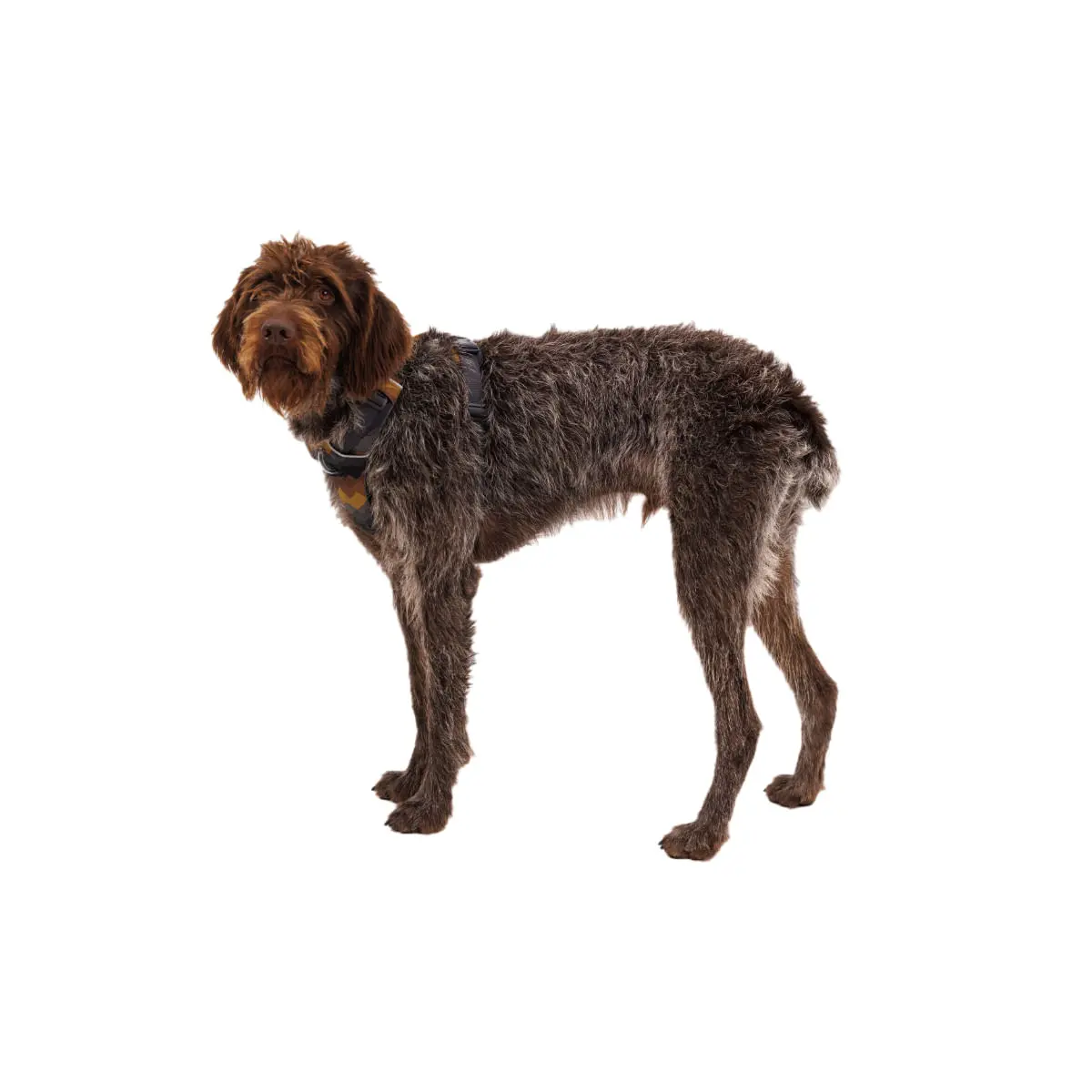 RUFFWEAR Front Rage, ham prindere dubla(piept&spate) dresaj caini, ajustabil, reflectorizant RUFFWEAR Front Rage Moonlight Mountains, ham prindere dubla(piept&spate) dresaj caini, ajustabil, reflectorizant, maro si gri, S(56-69cm) - Image 3