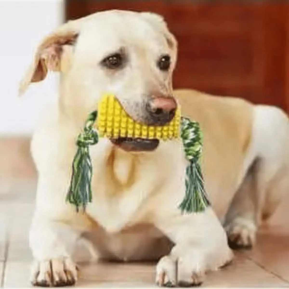 SHAW Porumb, jucarie de ros caini, dentitie, cauciuc SHAW Porumb, jucarie de ros caini S-L, dentitie, cauciuc, galben, 1buc - Image 5