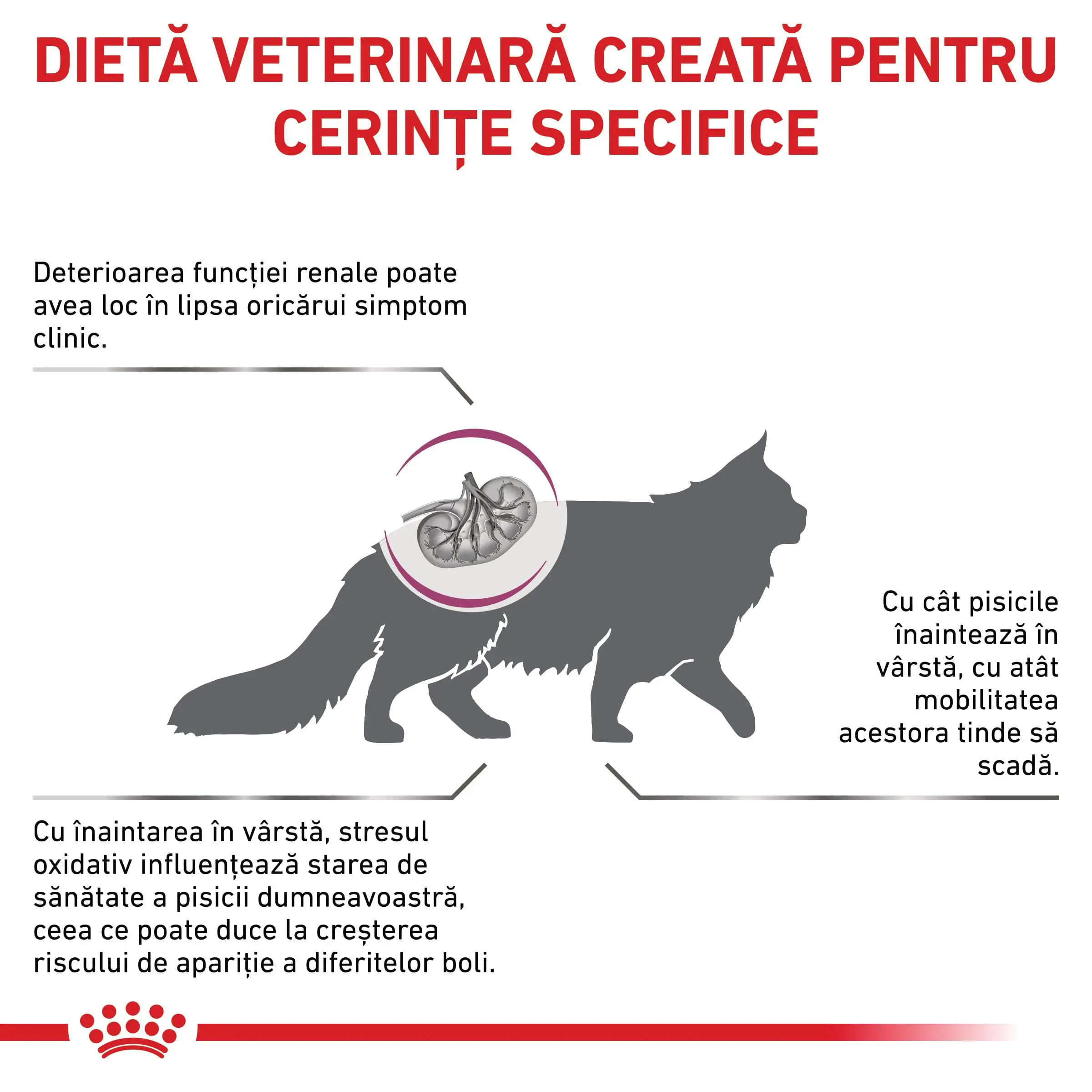 ROYAL CANIN VD Early Renal, dieta veterinara, hrana uscata pisici, sistem renal, 1.5kg - Image 3