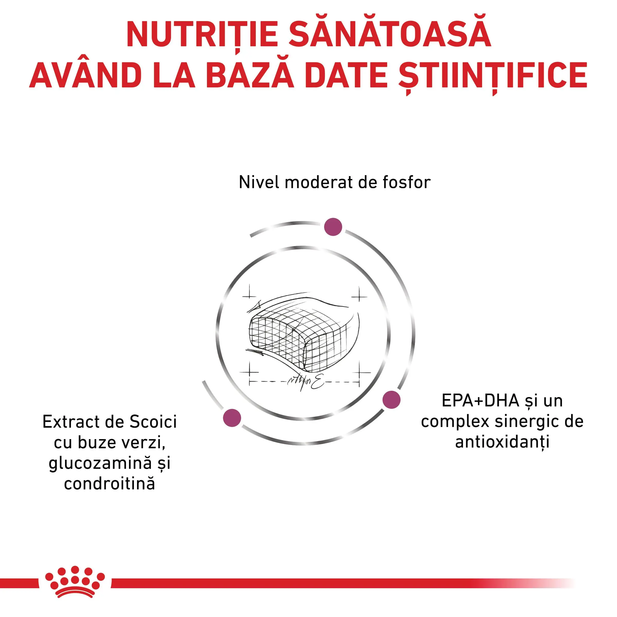 ROYAL CANIN VD Early Renal, dieta veterinara, hrana uscata pisici, sistem renal, 1.5kg - Image 7