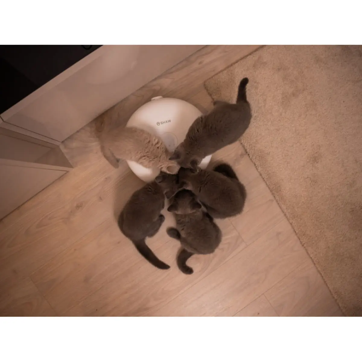 SHAW Smart 6, hranitor automat caini, 1 bol asimetric, programabil, aplicatie mobila, cu racire (acumulator frigorific), plastic SHAW Smart 6, hranitor automat caini si pisici, 1 bol asimetric, programabil, aplicatie mobila, cu racire (acumulator frigori - Image 3