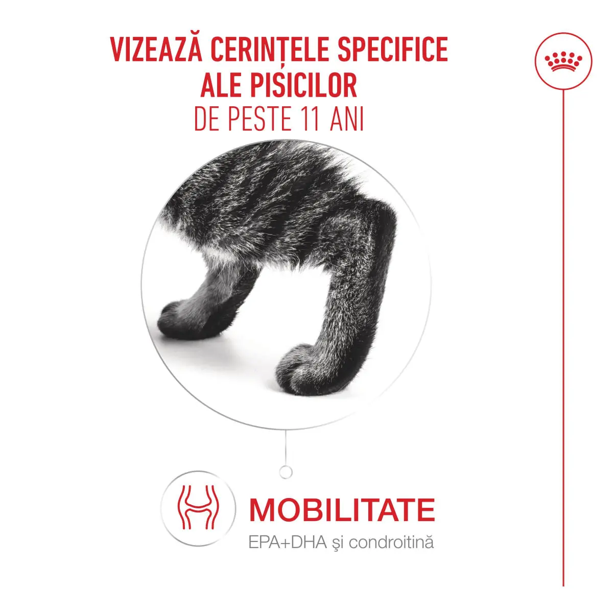 ROYAL CANIN Feline Health Nutrition Healthy Ageing 11+, plic hrana umeda pisici senior, (in sos), bax, 85g x 12buc - Image 4