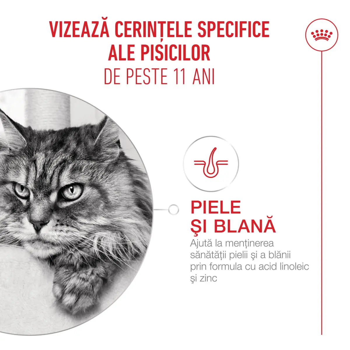 ROYAL CANIN Feline Health Nutrition Healthy Ageing 11+, plic hrana umeda pisici senior, (in sos), bax, 85g x 12buc - Image 5
