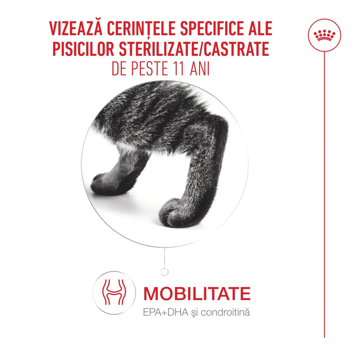 ROYAL CANIN Feline Health Nutrition Ageing Sterilised 11+, hrana uscata pisici senior sterilizate, managementul greutatii, 400g - Image 4
