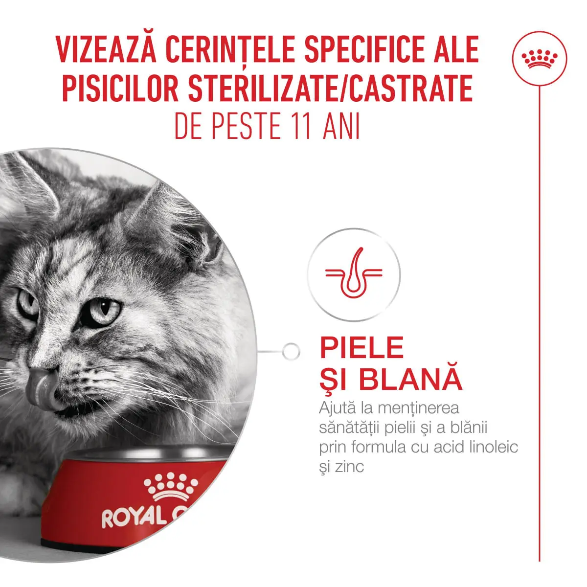ROYAL CANIN Feline Health Nutrition Ageing Sterilised 11+, hrana uscata pisici senior sterilizate, managementul greutatii, 400g - Image 5