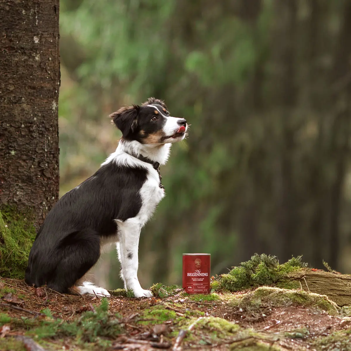 ESSENTIAL Begining, XS-XL, Rata si Pui, conserva hrana umeda fara cereale caini junior, (pate), 400g - Image 3