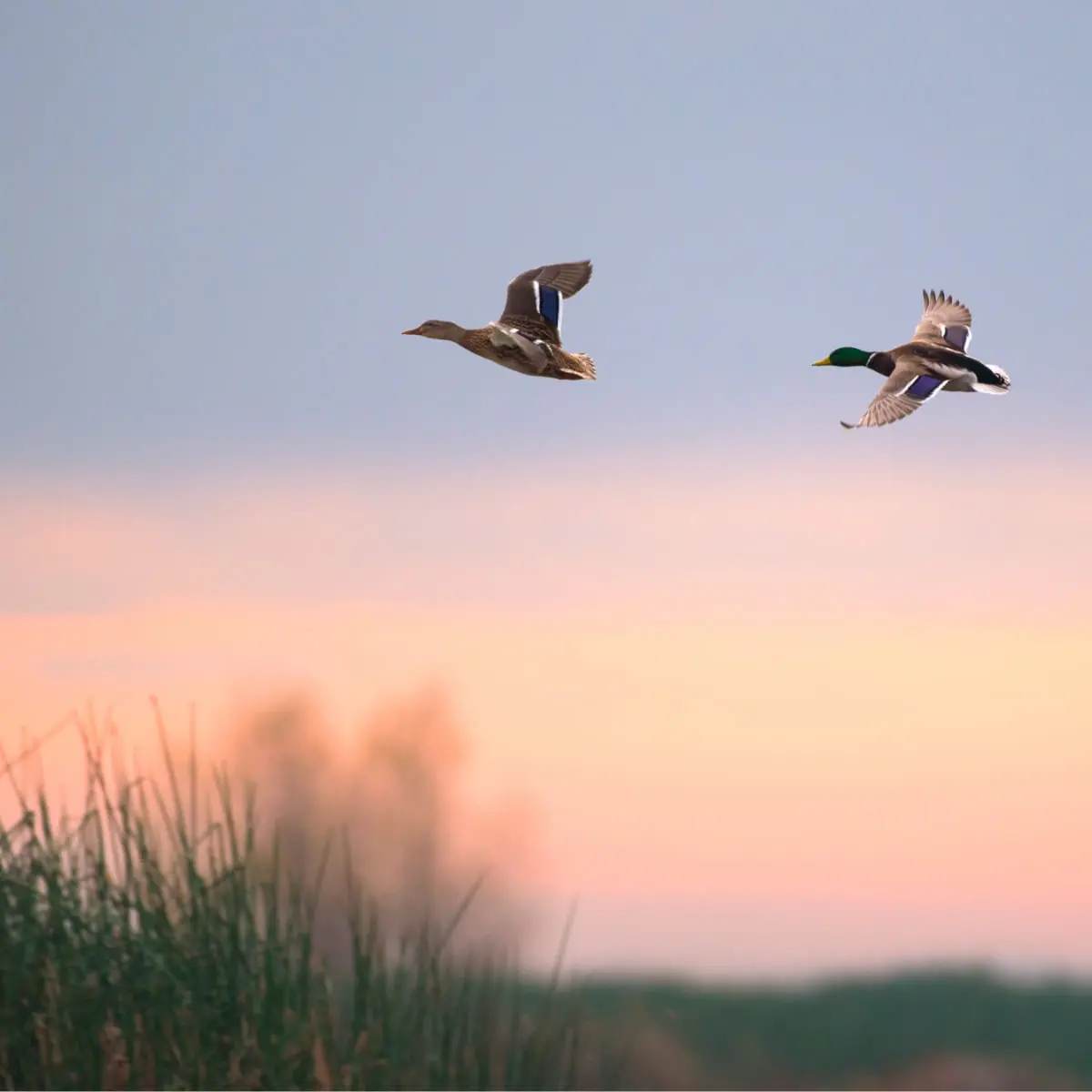 ESSENTIAL Beginning Small Breed, Pui si Rata, hrana uscata fara cereale caini junior ESSENTIAL Beginning Small Breed, XS-S, Pui si Rata, hrana uscata fara cereale caini junior, 2.5kg - Image 4