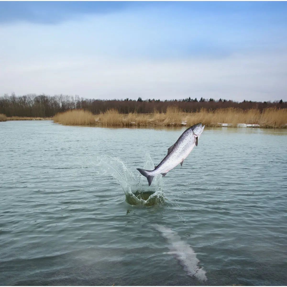 ESSENTIAL Nautical Living, Somon si Pastrav, hrana uscata fara cereale caini ESSENTIAL Nautical Living, M-XL, Somon si Pastrav, hrana uscata fara cereale caini, 10kg - Image 4