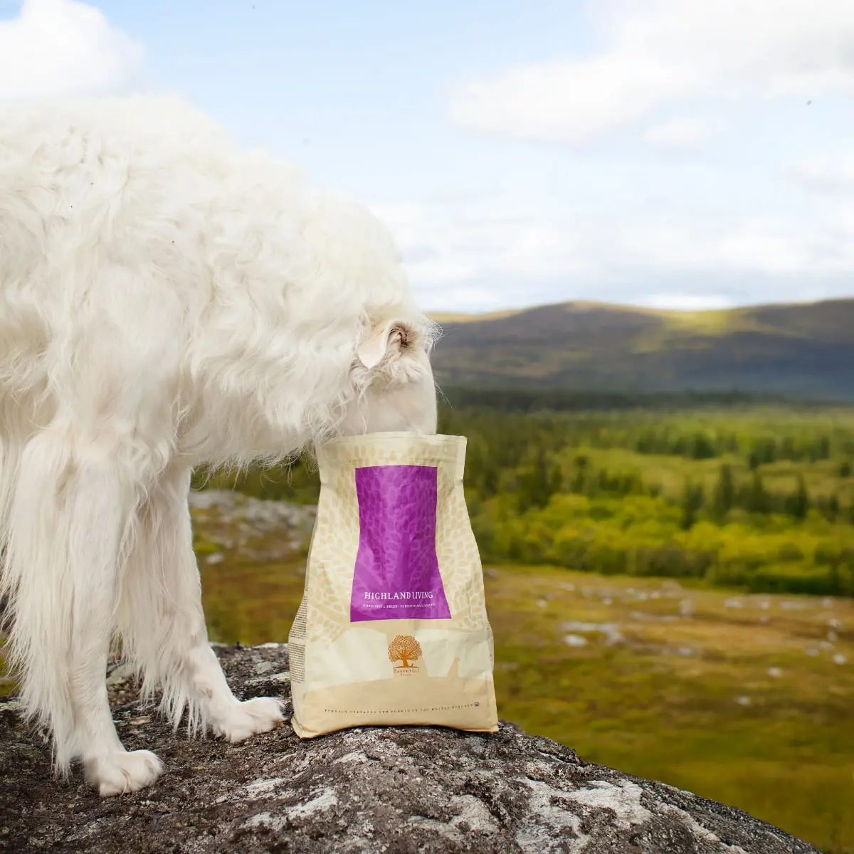 ESSENTIAL Highland Living, Curcan si Somon, hrana uscata fara cereale caini ESSENTIAL Highland Living, XS-S, Curcan si Somon, hrana uscata fara cereale caini, 2.5kg - Image 3